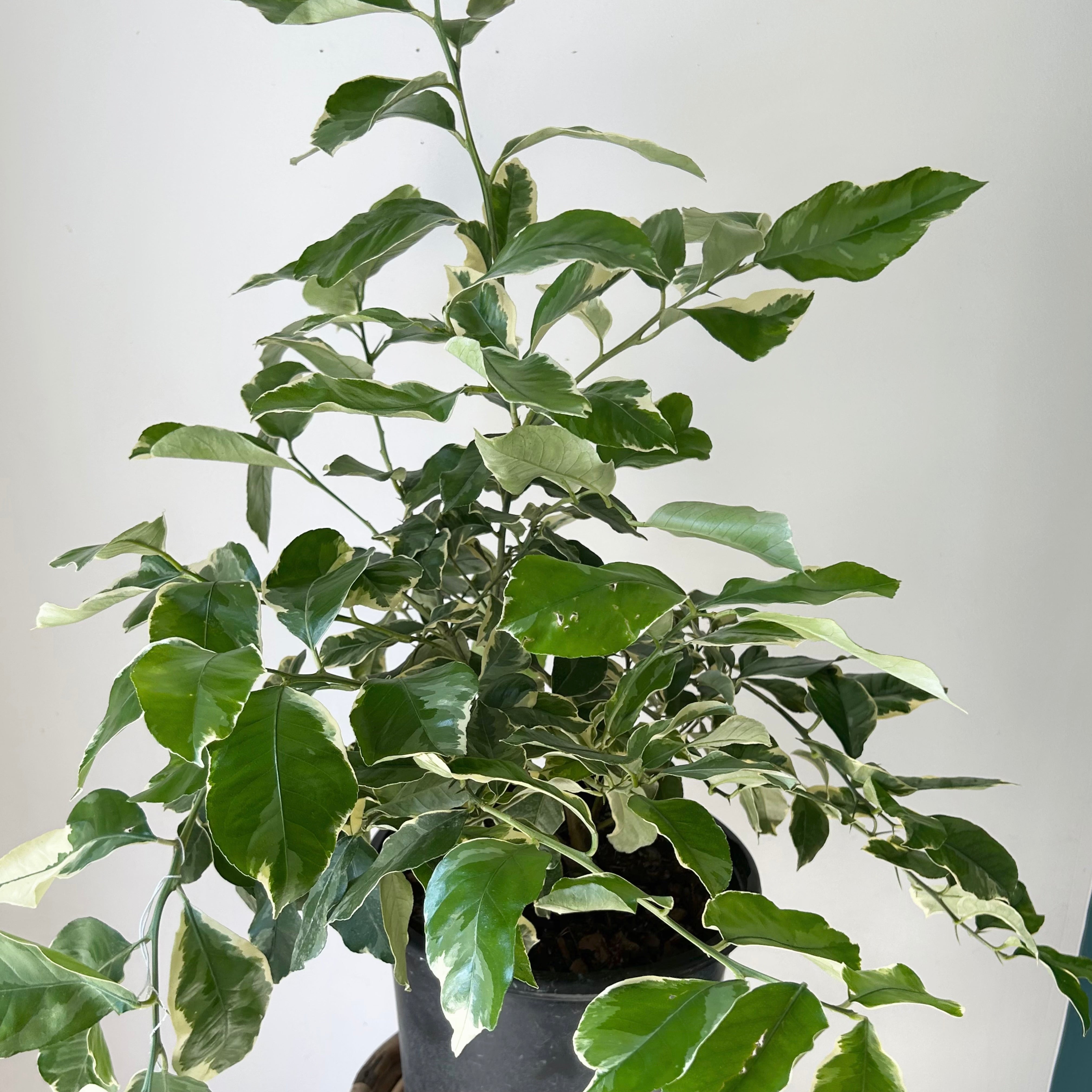 Variegated Lemon Citrus Bush approximately 3ft tall in 10” pot