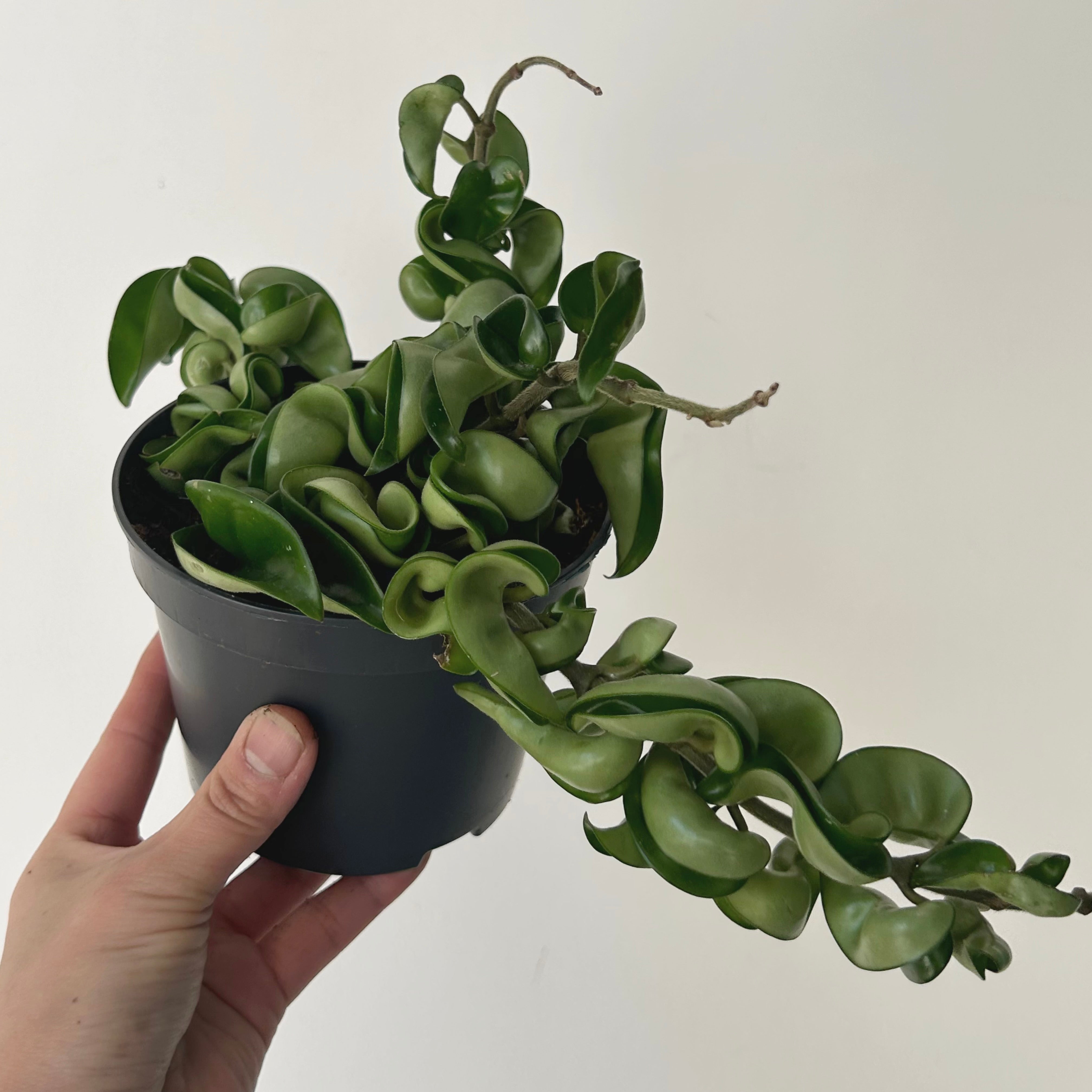 Rope Hoya (Carnosa compacta) 5” pot