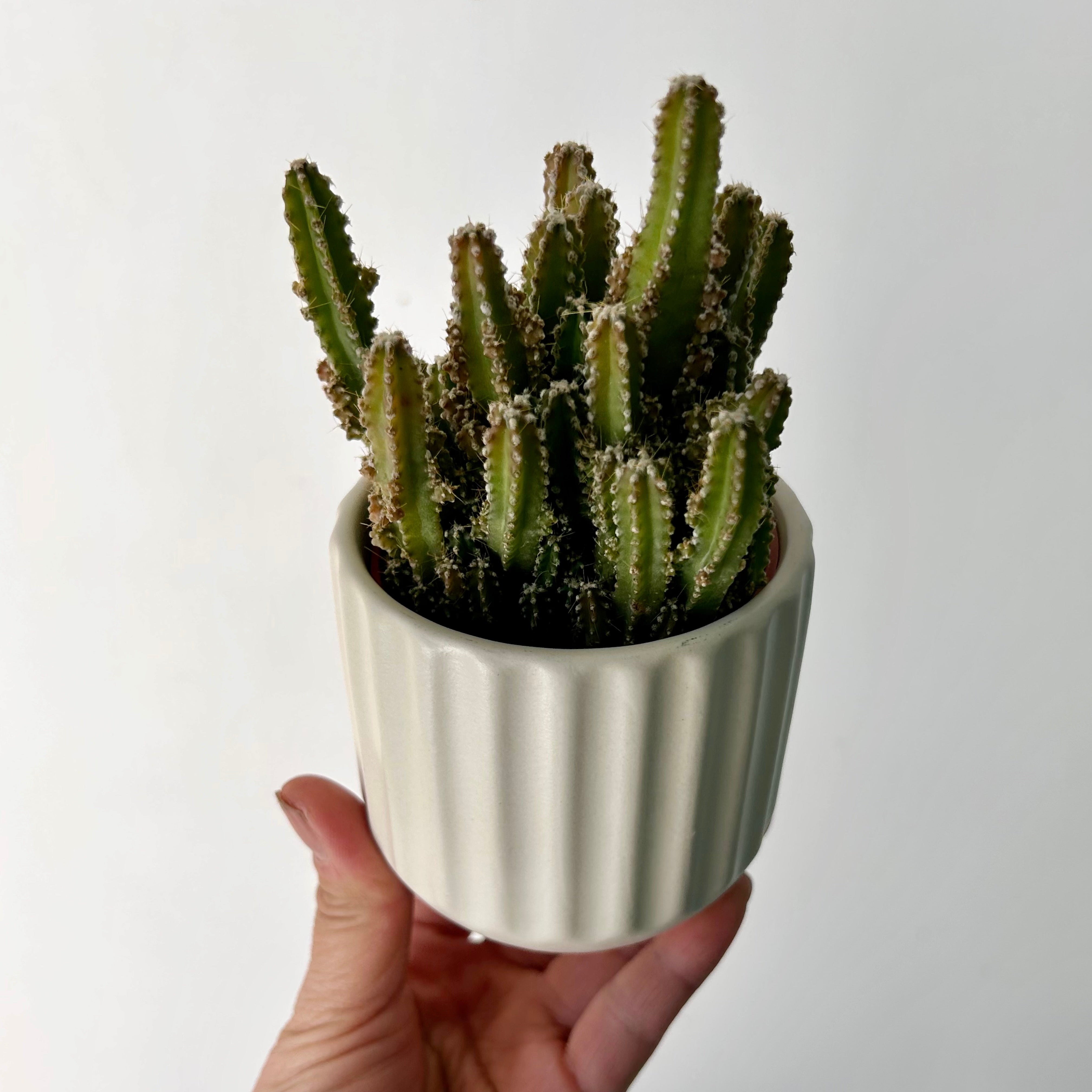 Fairy Castle Cactus (Acanthocereus Tetragonus), 2.75”Pot