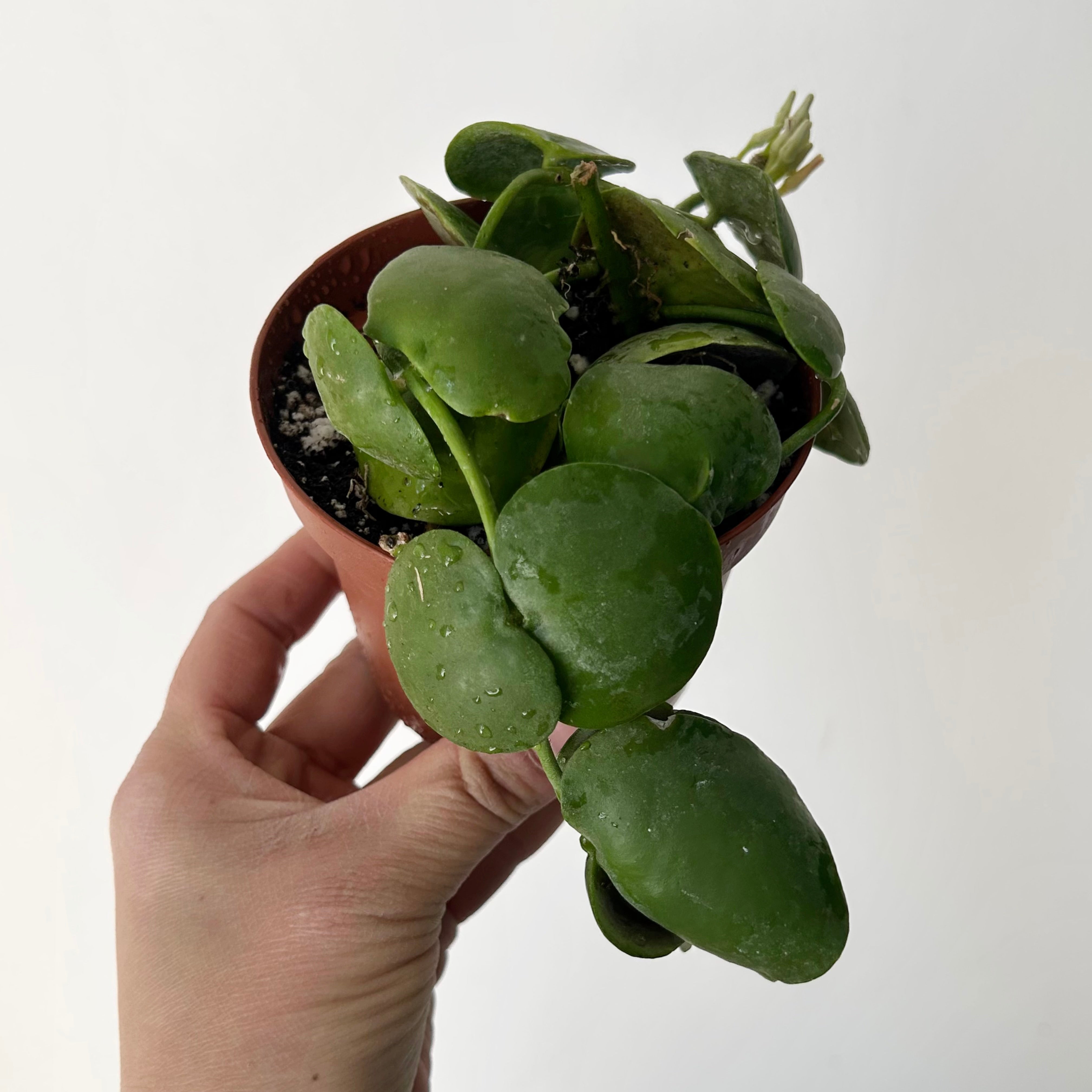 Dischidia platyphylla 3.5” pot