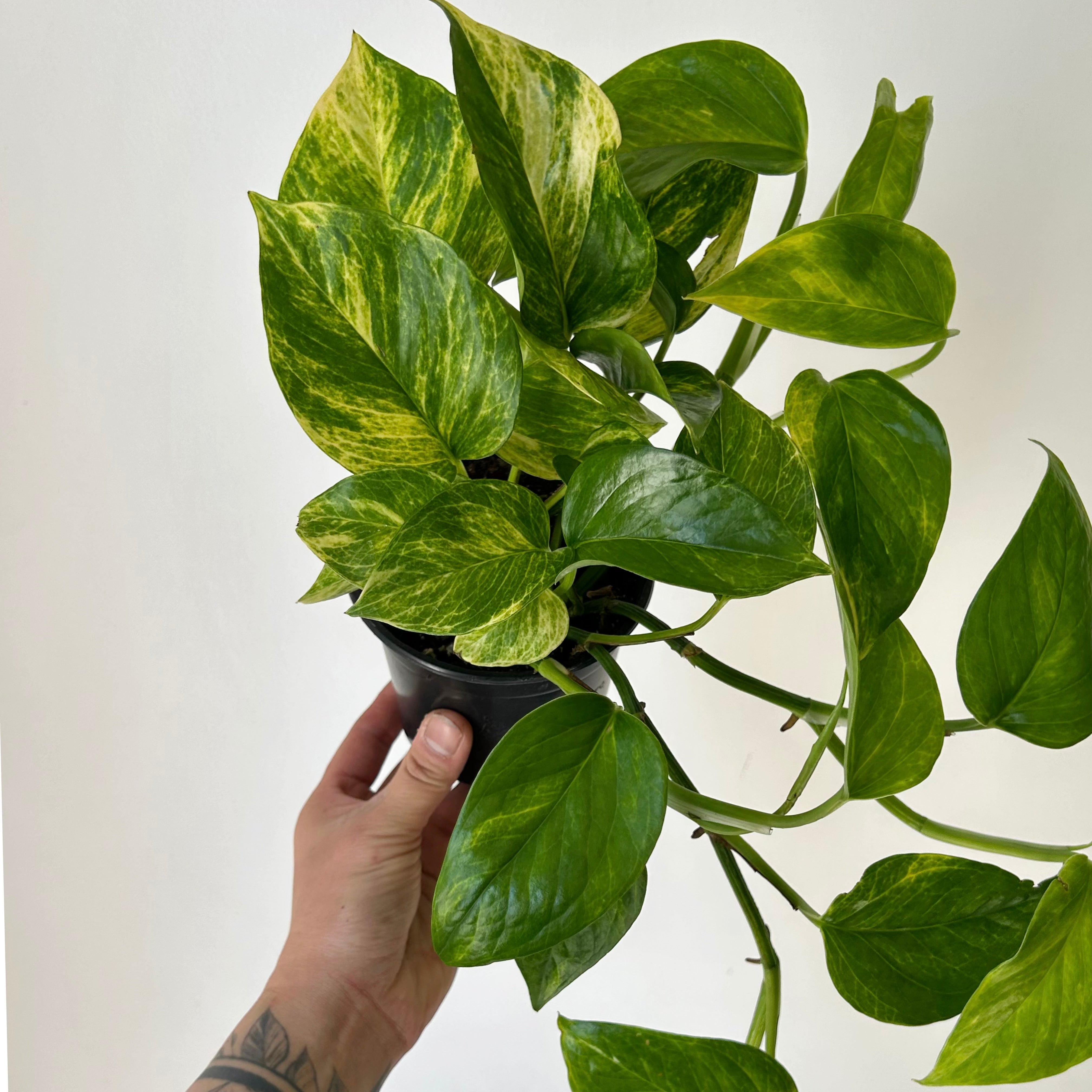 Pothos “Neon Queen” 4”pot