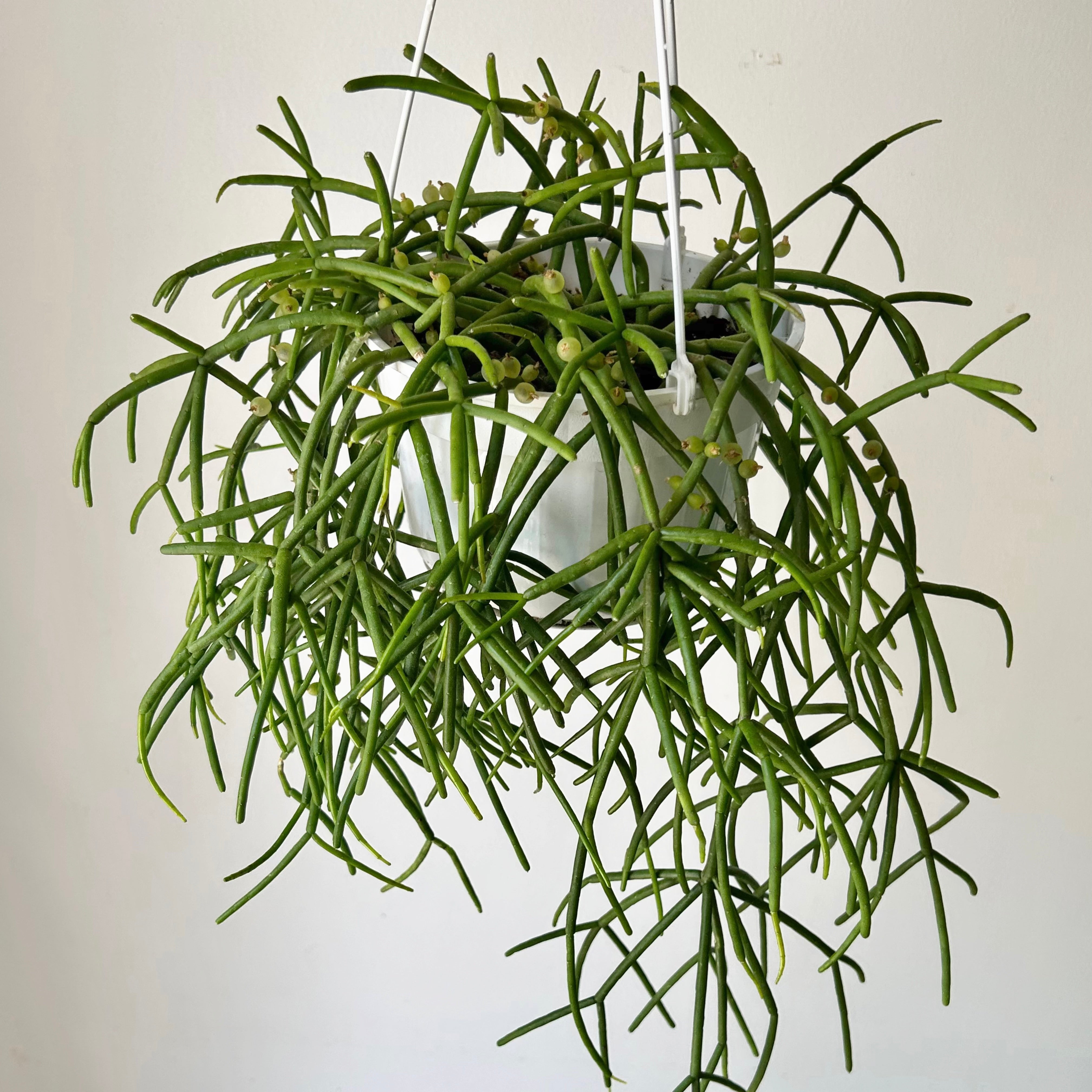 Rhipsalis heteroclada 6” hanging basket