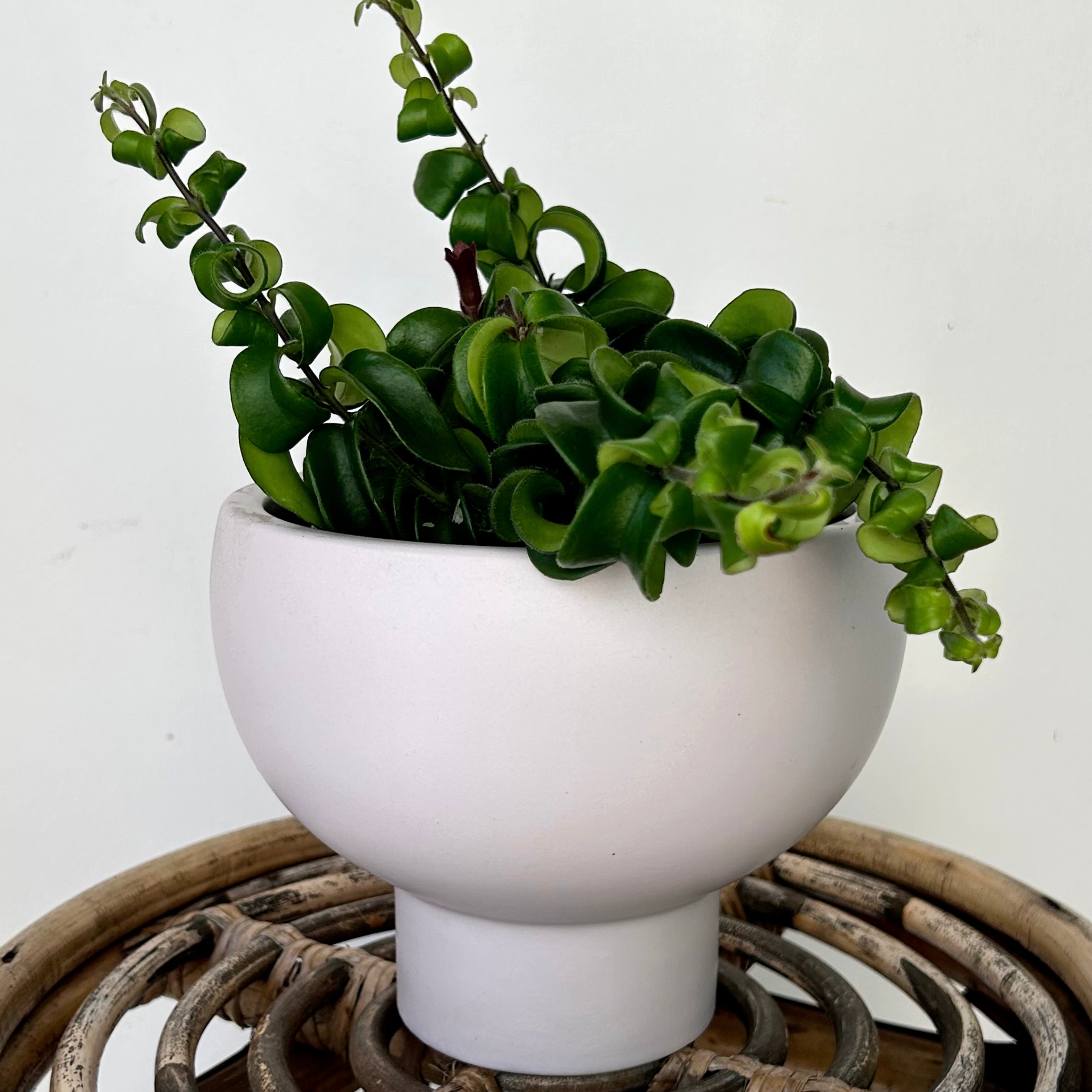 CAPRICORN Compote Raised Decorative Pot  (5.5”x5”)