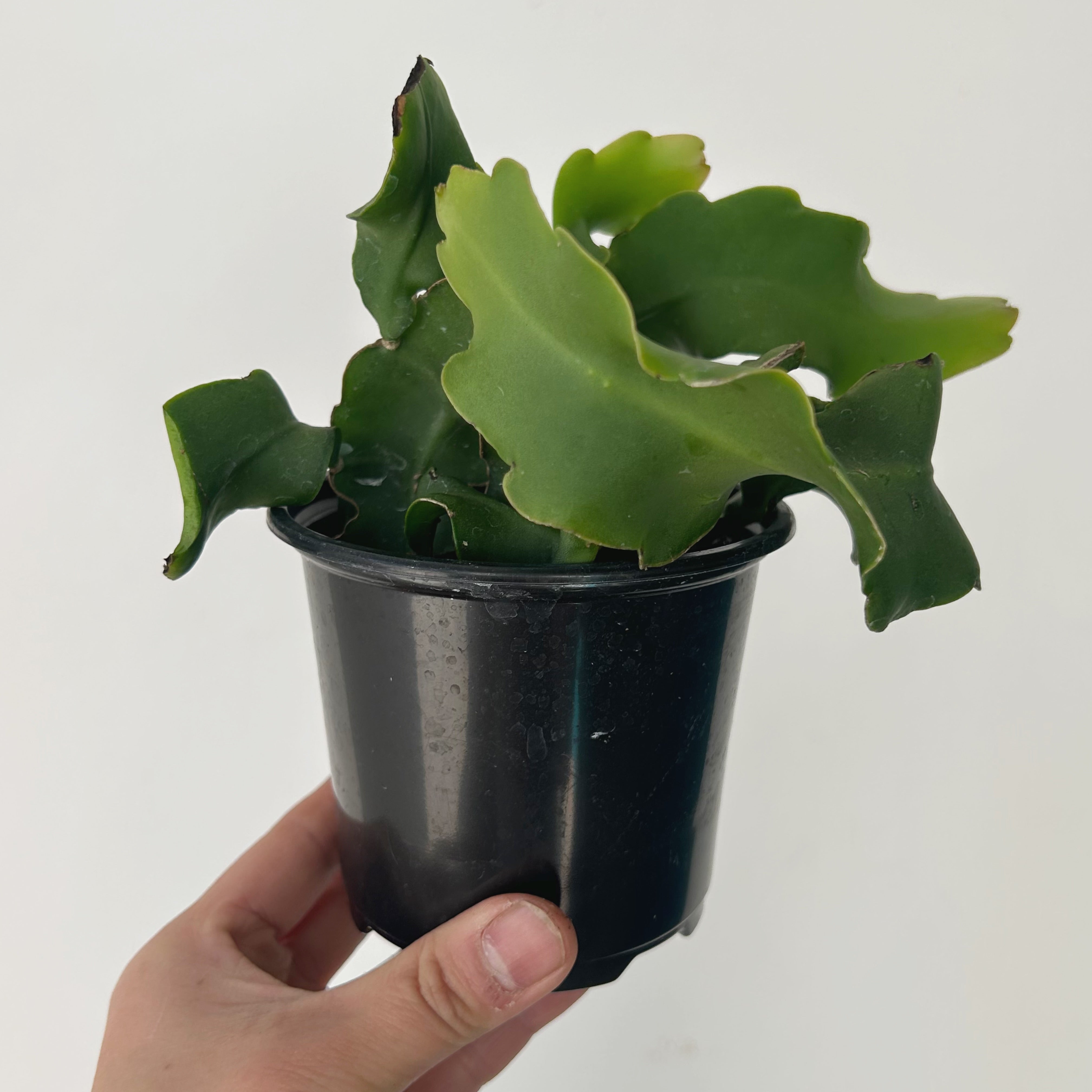 Curly Sue Orchid Cactus (Epiphyllum guatemalense) 3.5” pot