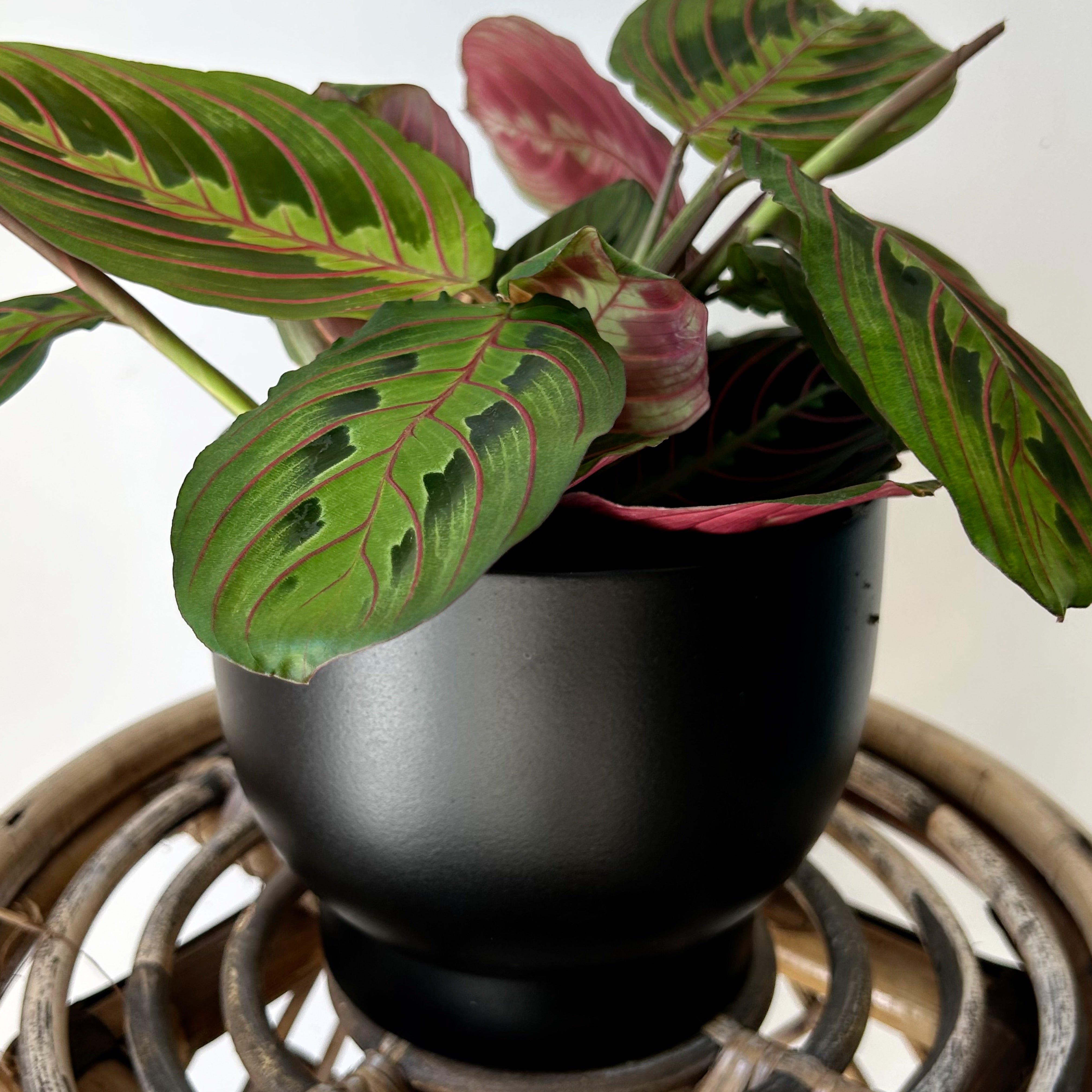 DARIA raised decorative pot (available in two sizes) BLACK