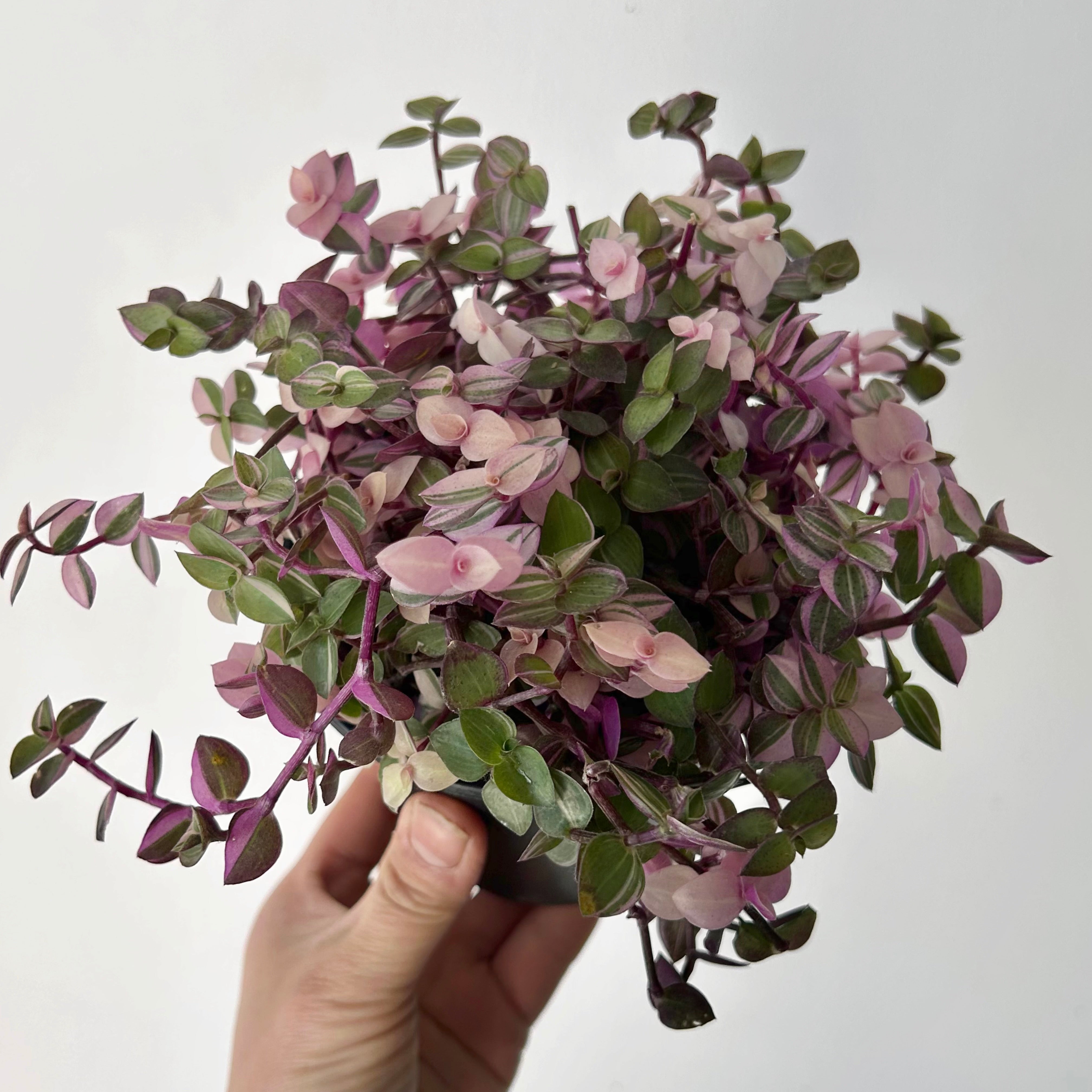 Callisia Repens "Bianca" 4.25” pot