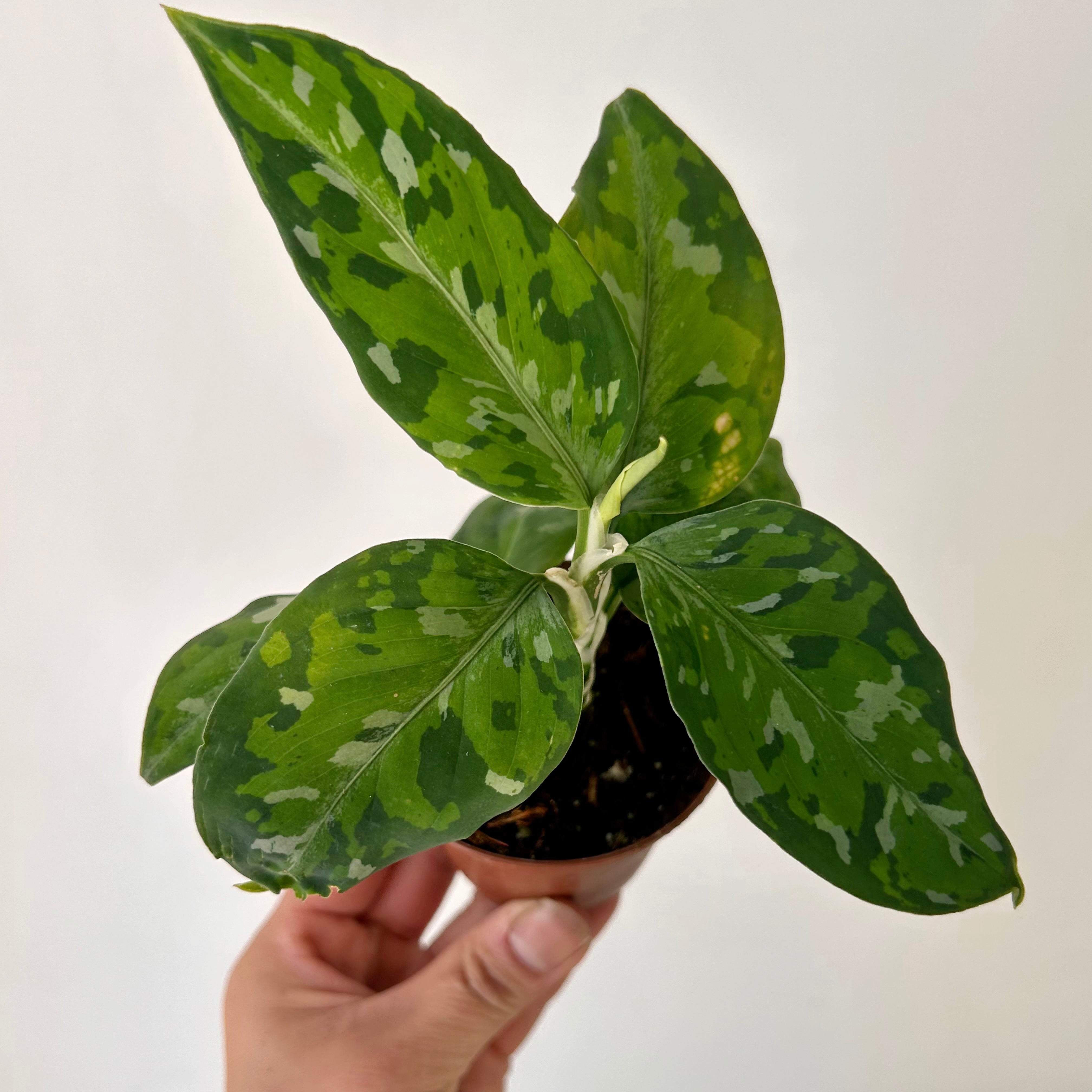Aglaonema "Pictum Tricolor" 3”pot