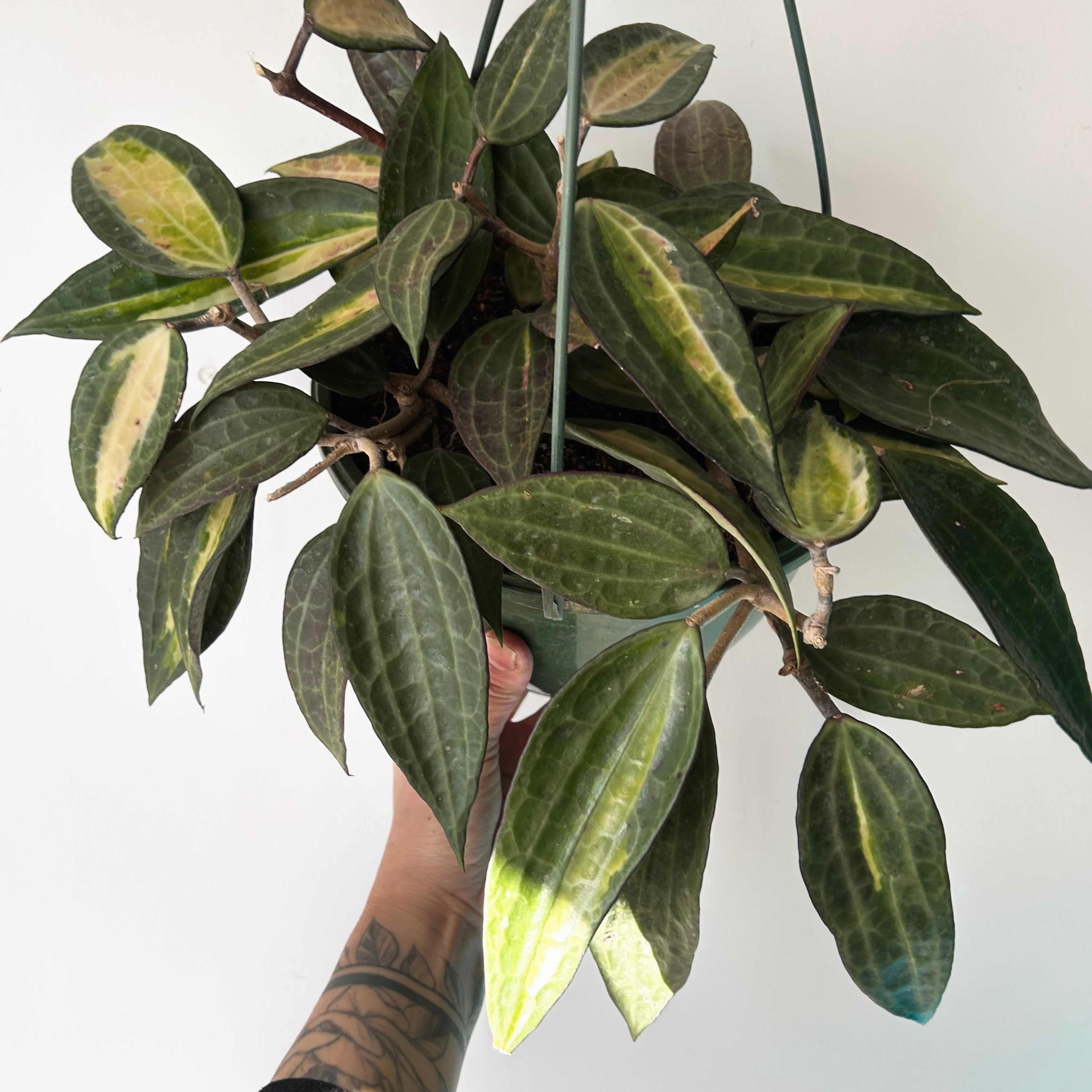 Hoya latifolia “Pot of Gold” 8” hanging basket