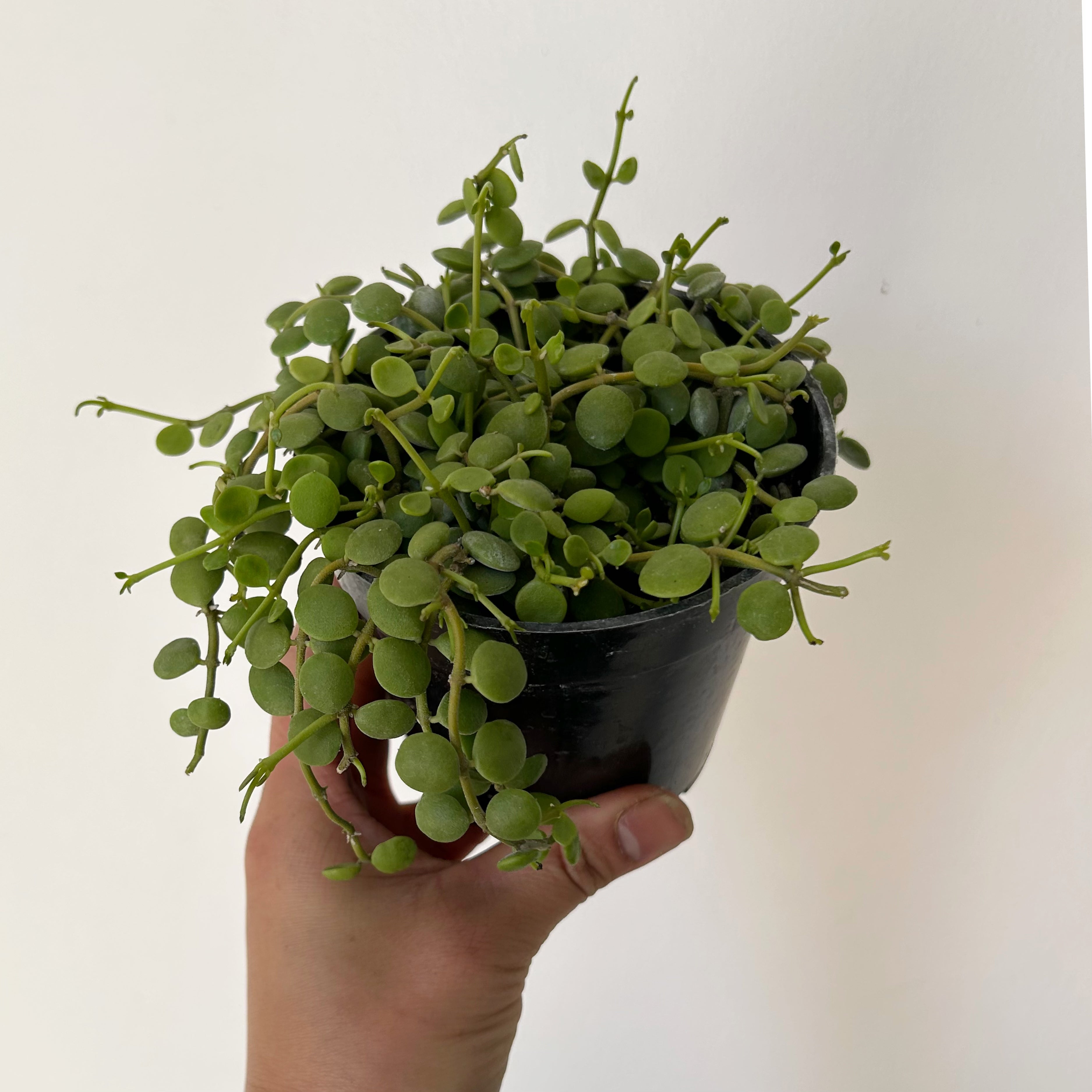 String of Nickels (Dischidia Nummularia) 4” pot