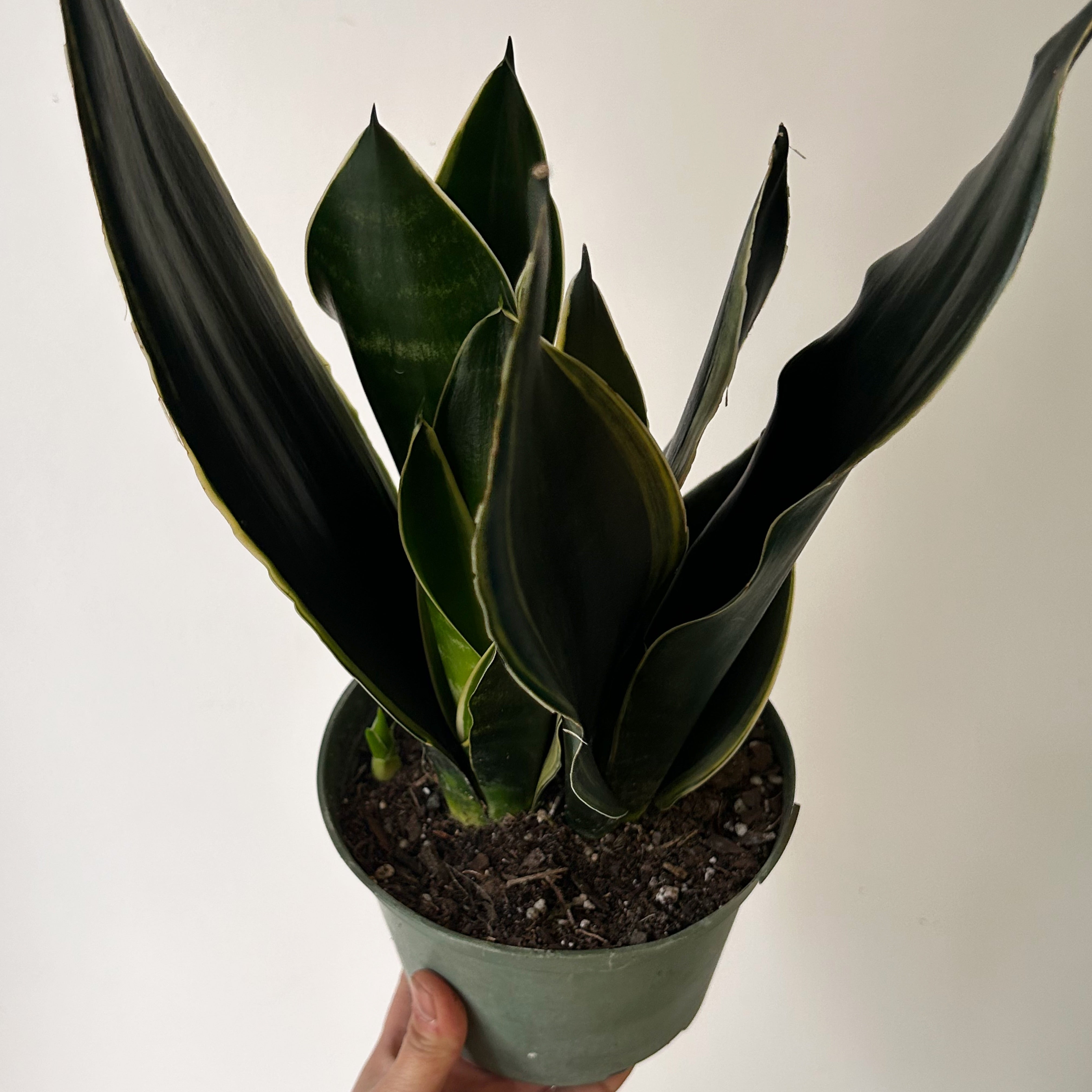 Sansevieria trifasciata “Fabi” 6” pot