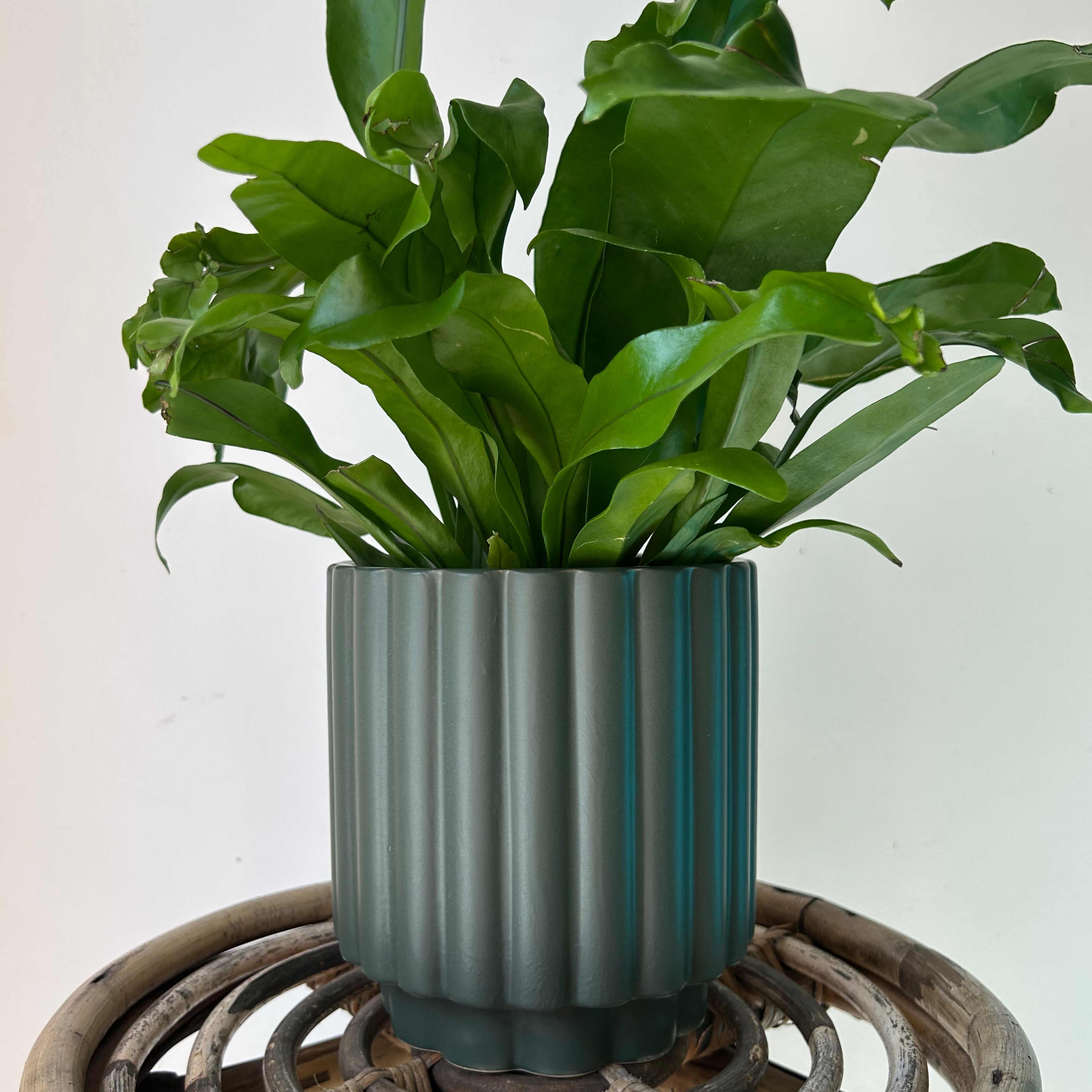 HARMONY Decorative Pot (5”x6”)