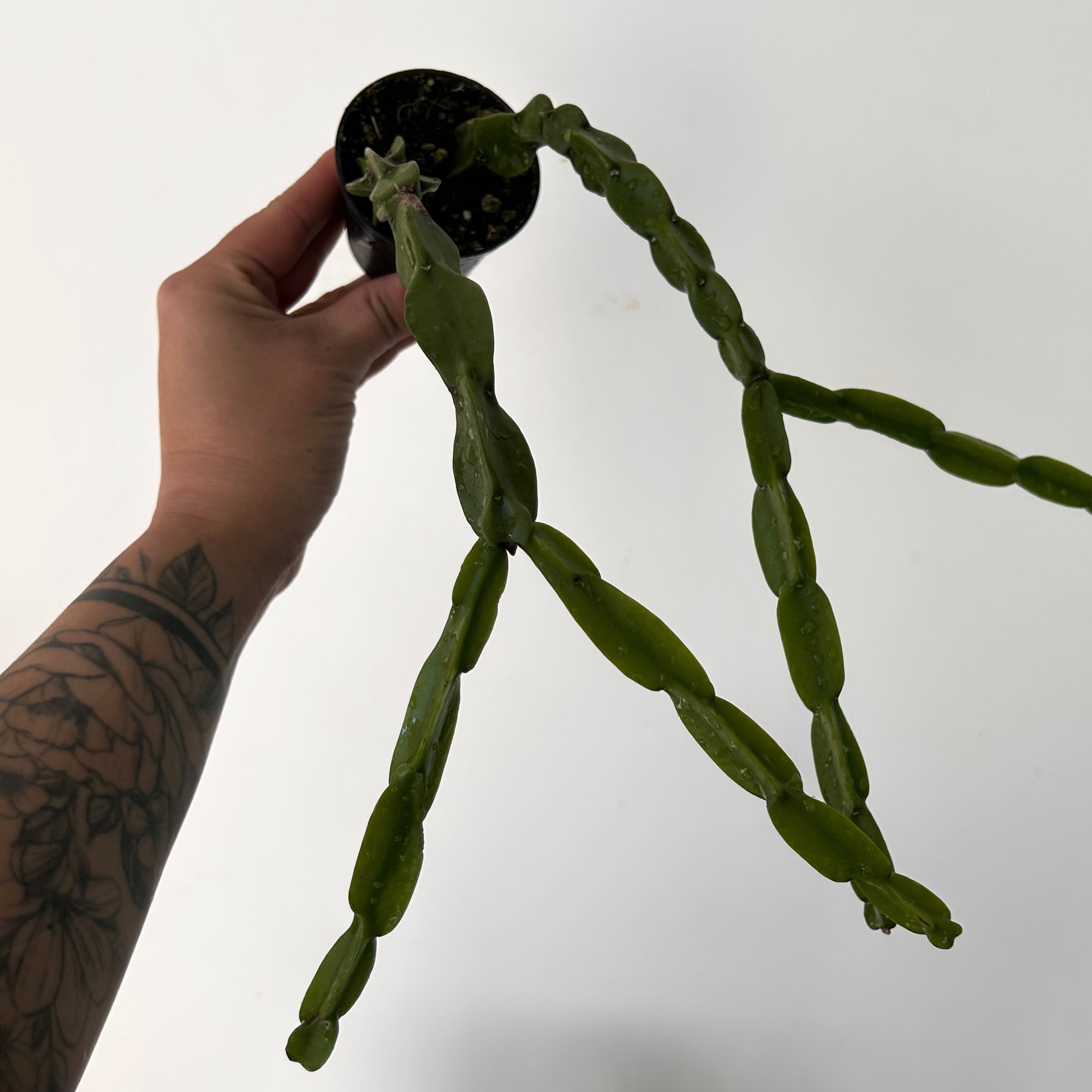 Rhipsalis Paradoxa 2.5”pot