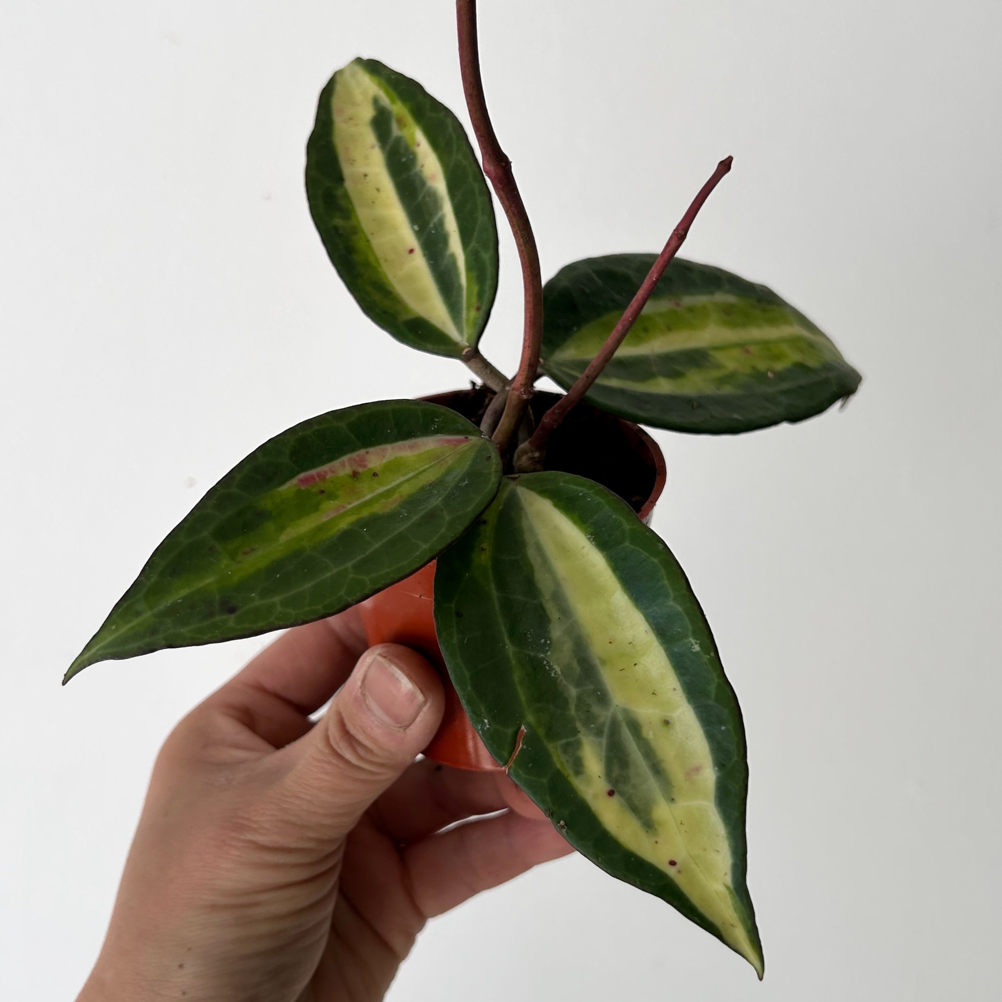 Hoya latifolia “Pot of Gold” 3”pot