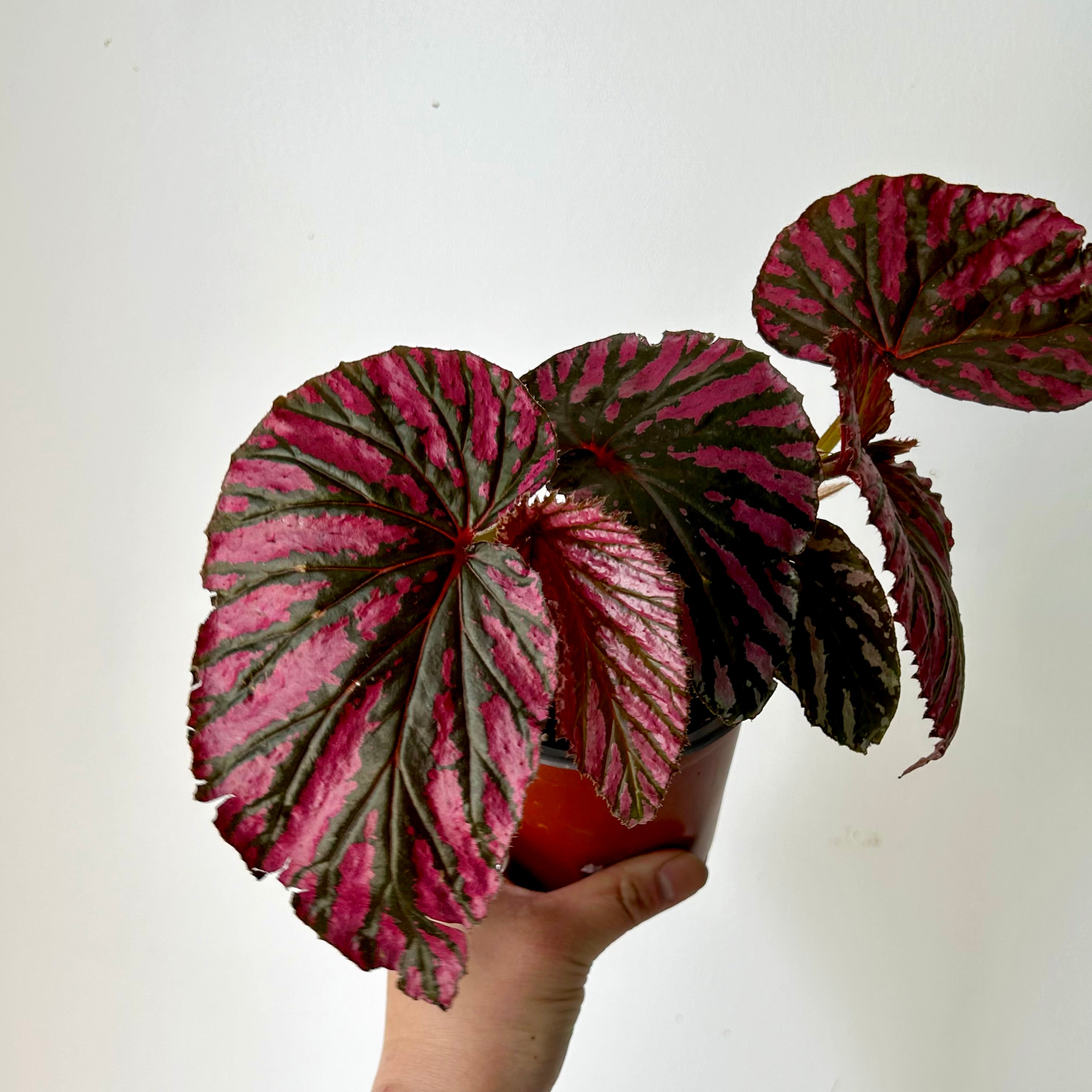 Begonia brevirimosa 4”pot
