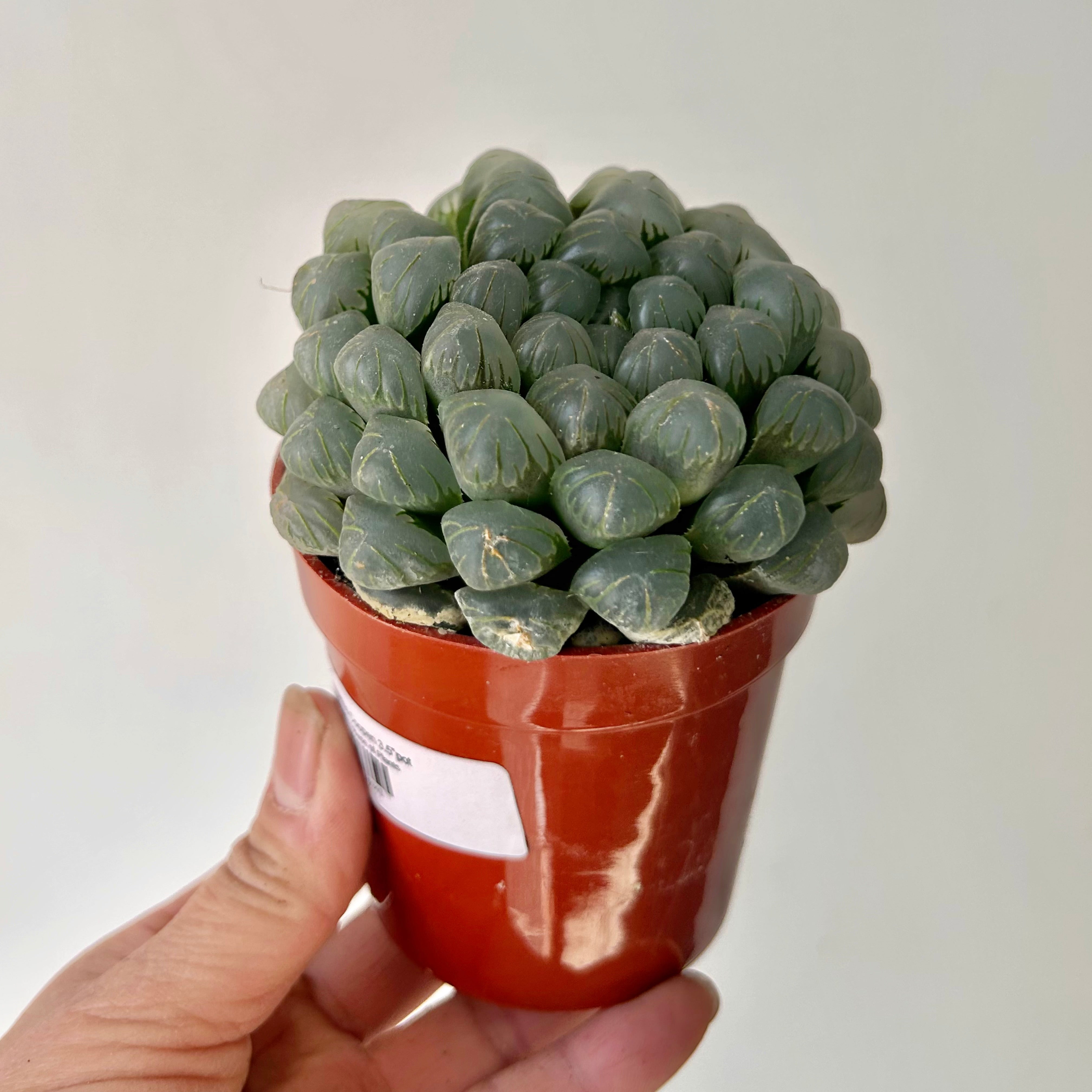 Haworthia Cooperi 3.5”pot