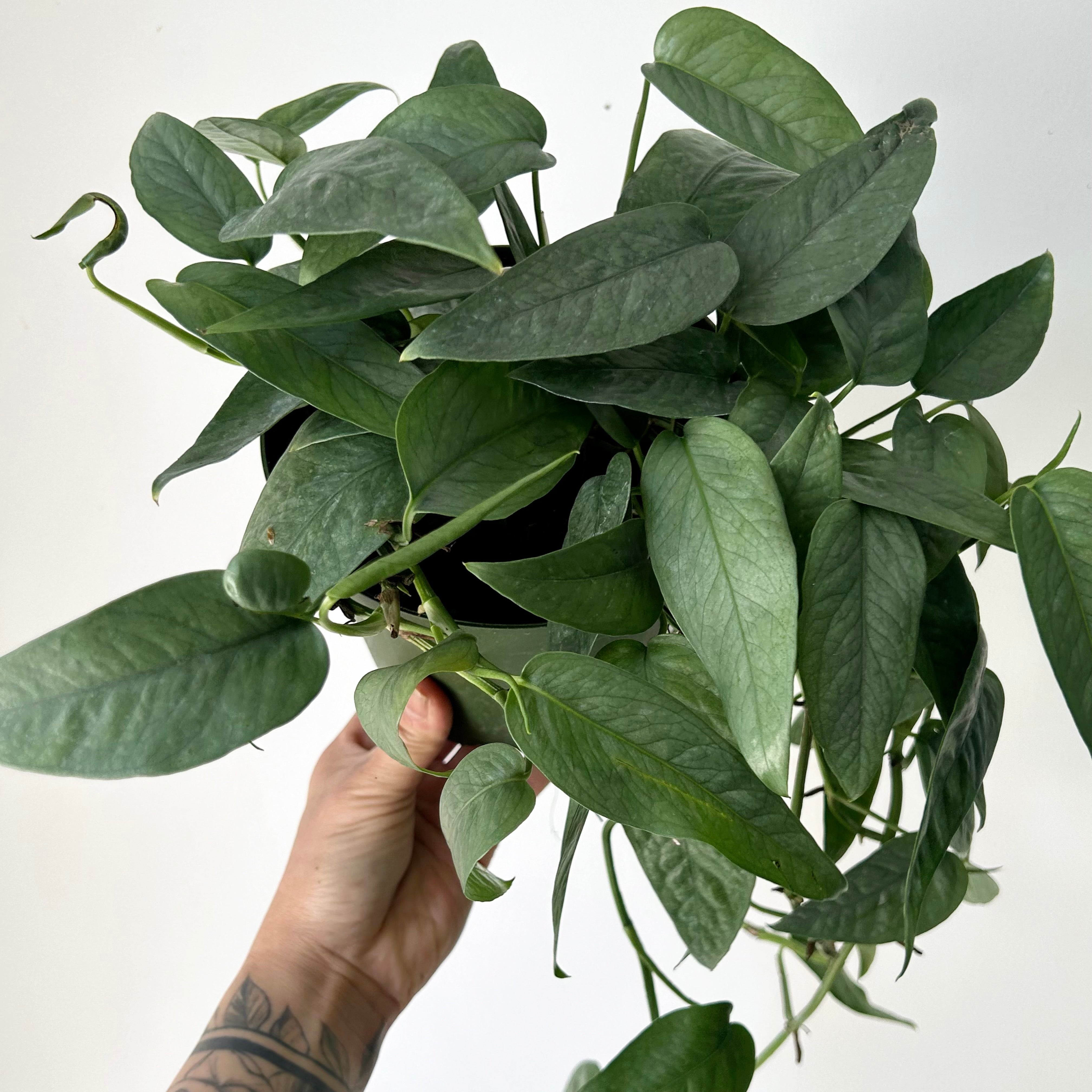 Cebu Blue Pothos 6” pot
