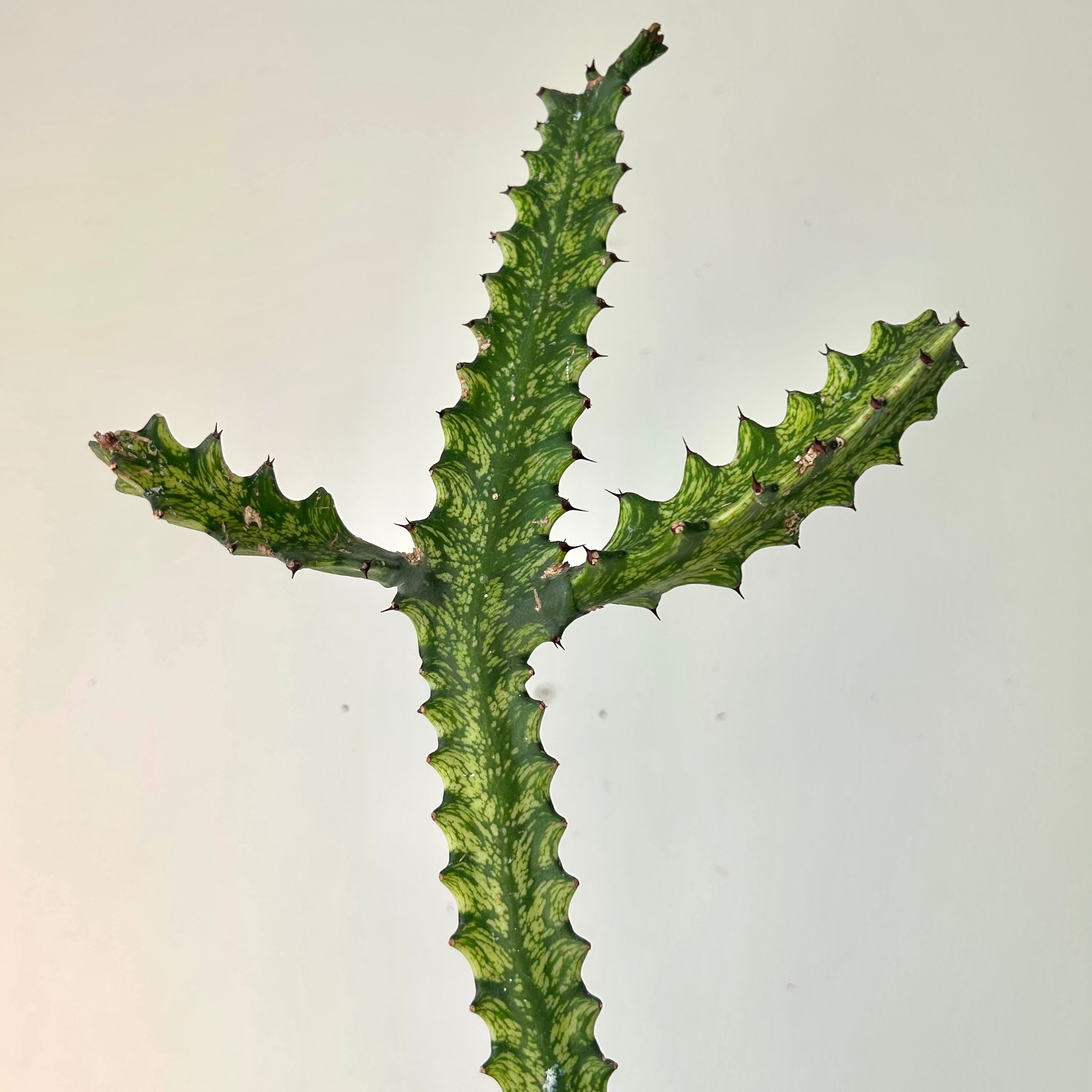 Euphorbia Trigona Variegata in 3.5”pot