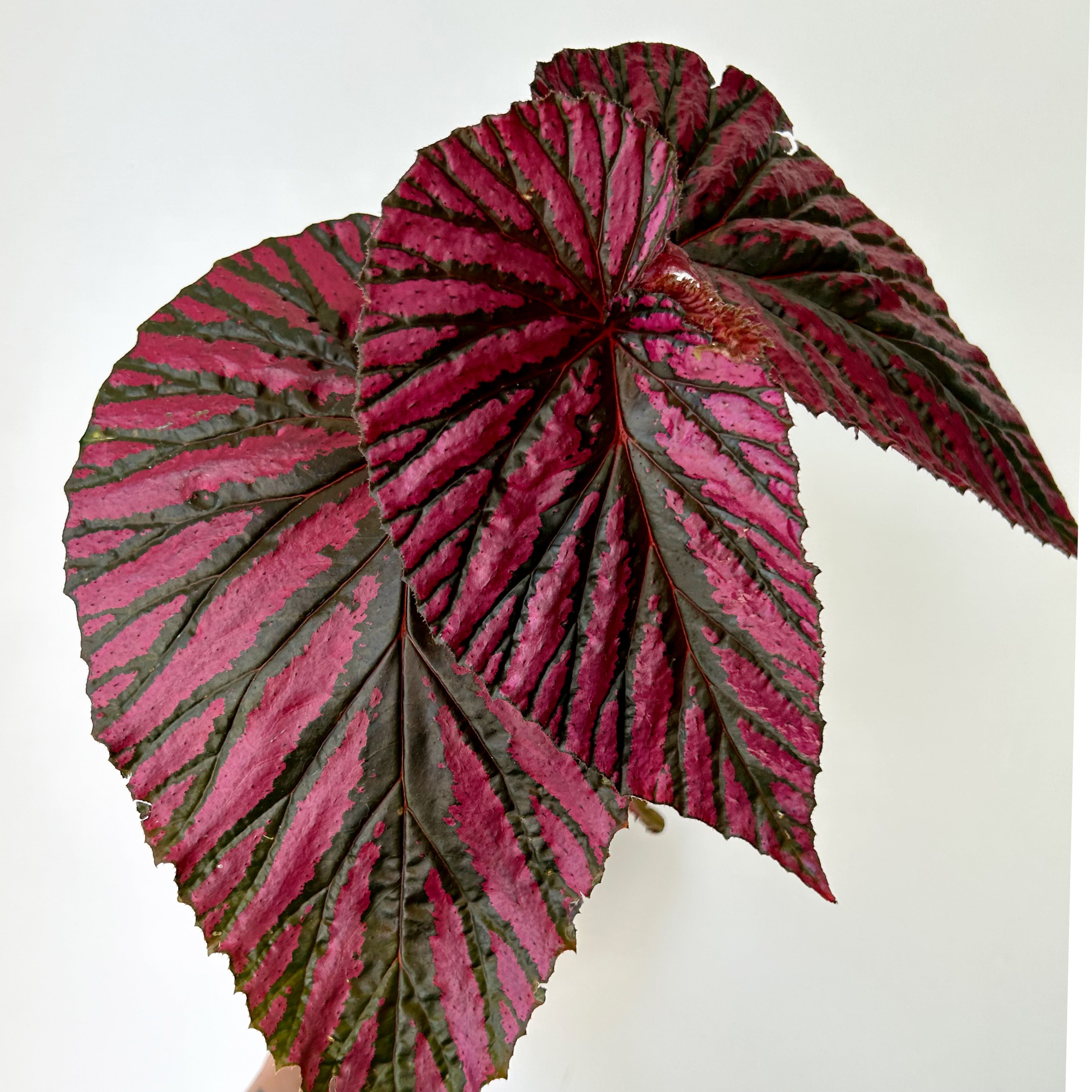 Begonia brevirimosa 4”pot