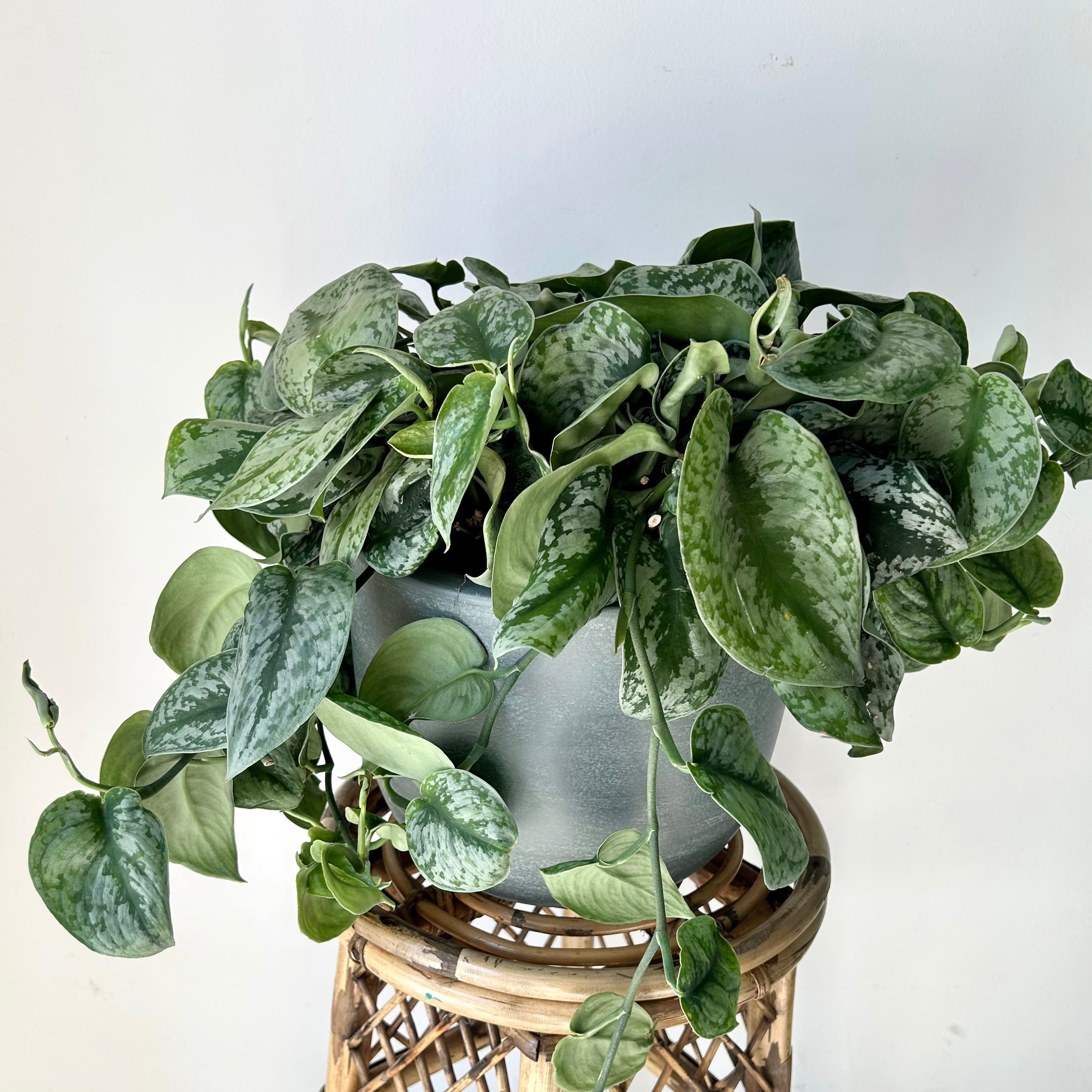 Scindapsus pictus “Exotica” 8” Hanging Basket