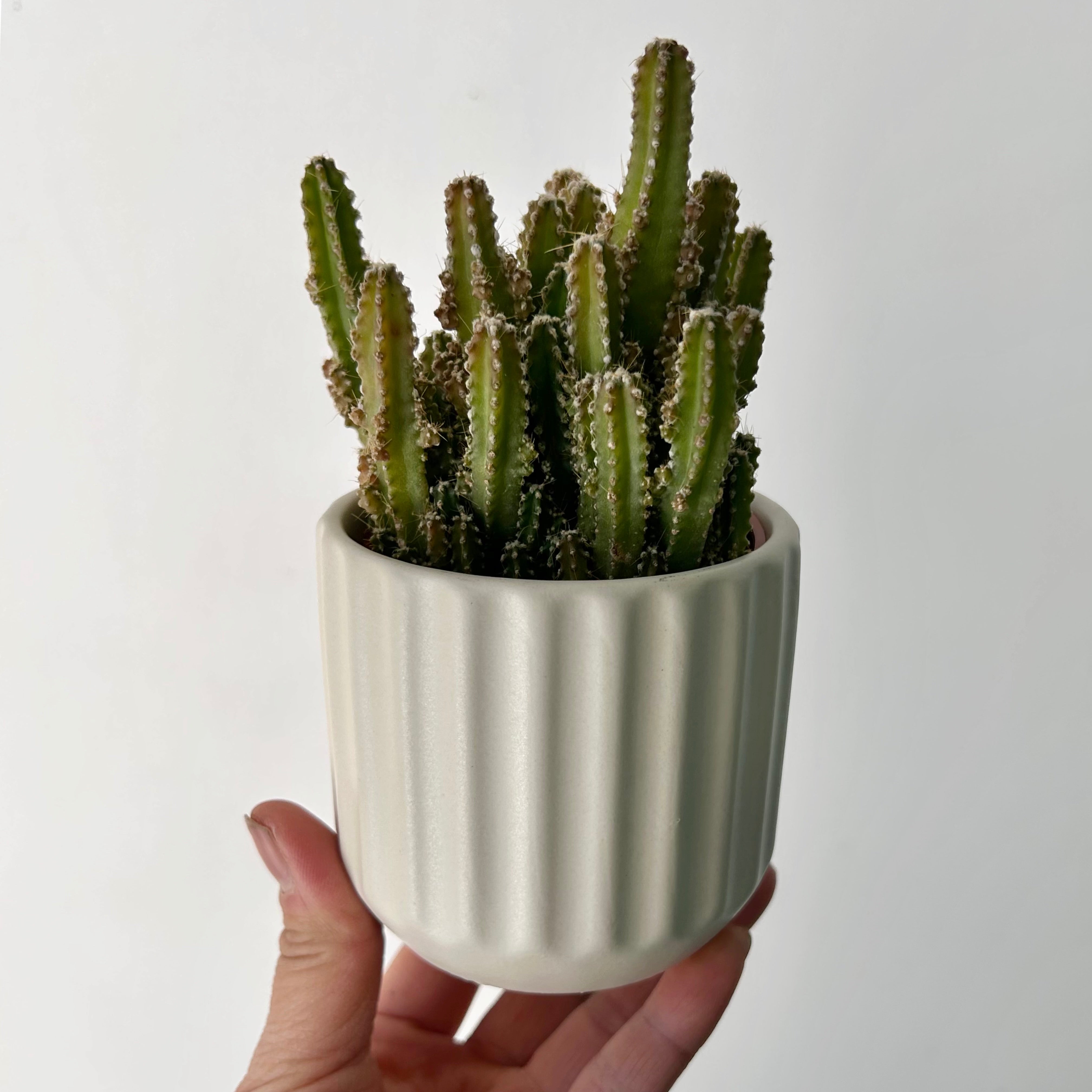 BEAM Decorative Planter (3”x3) available in two colours