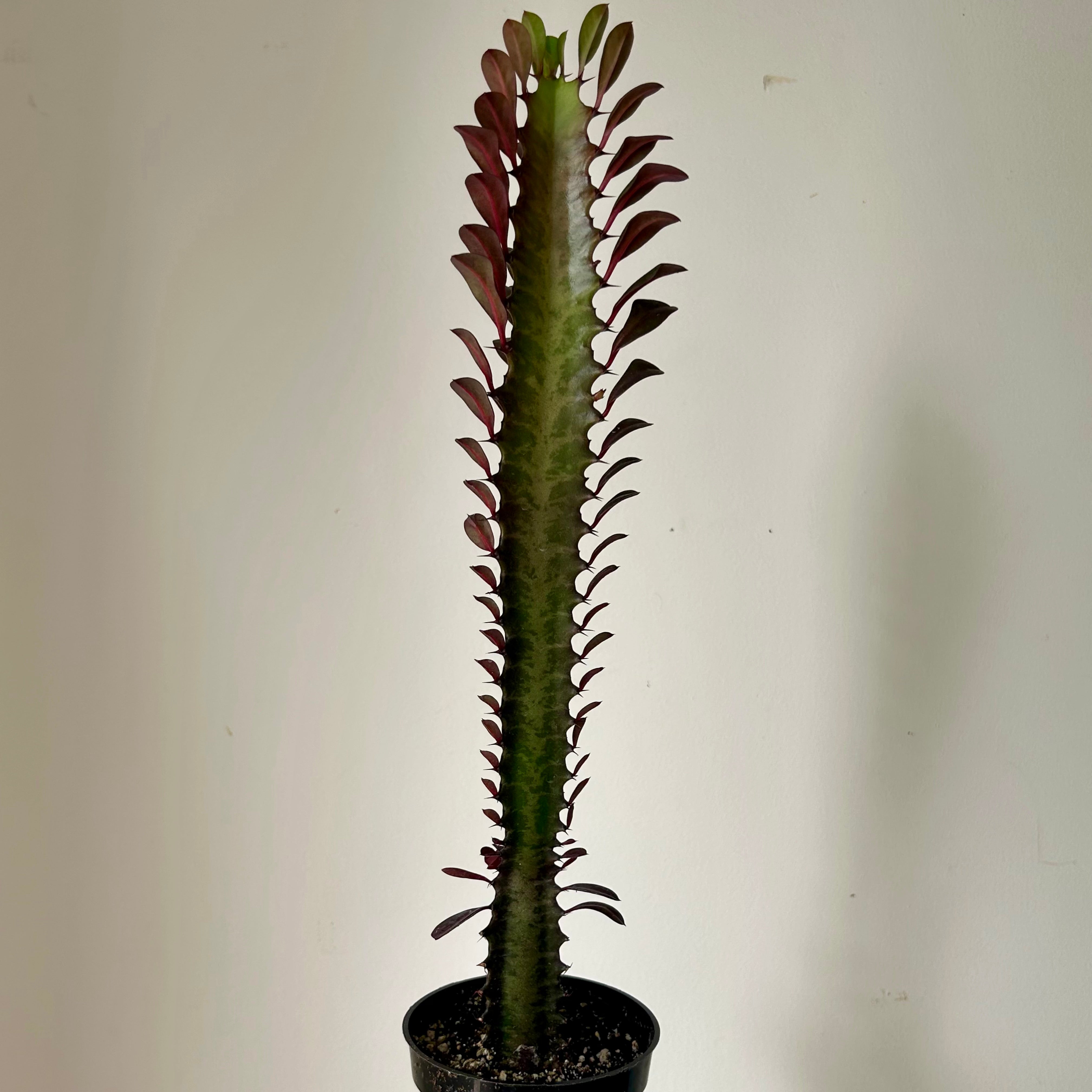 Euphorbia Trigona Rubra approximately 18 inches tall 4”pot