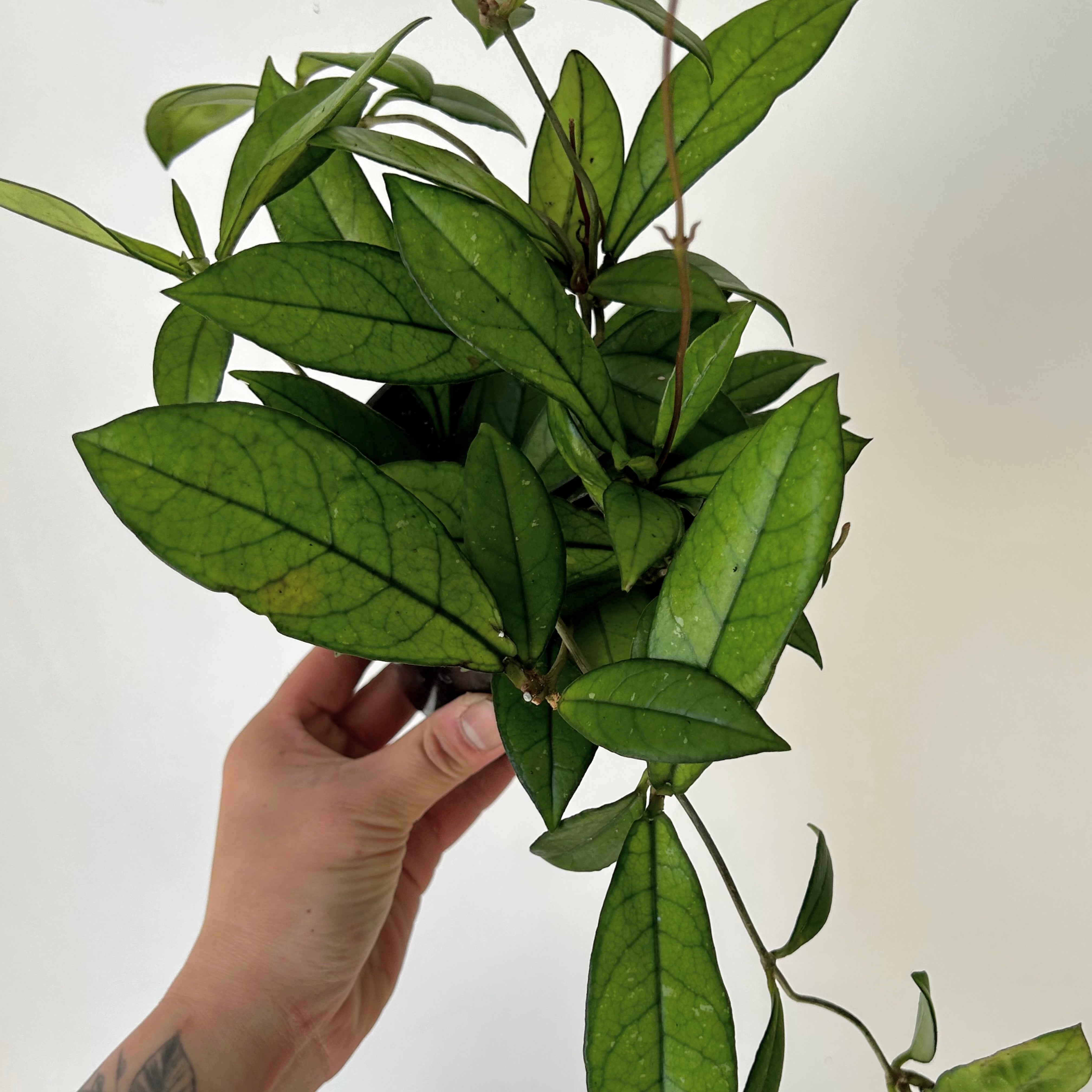 Hoya Crassipetiolata 4”pot