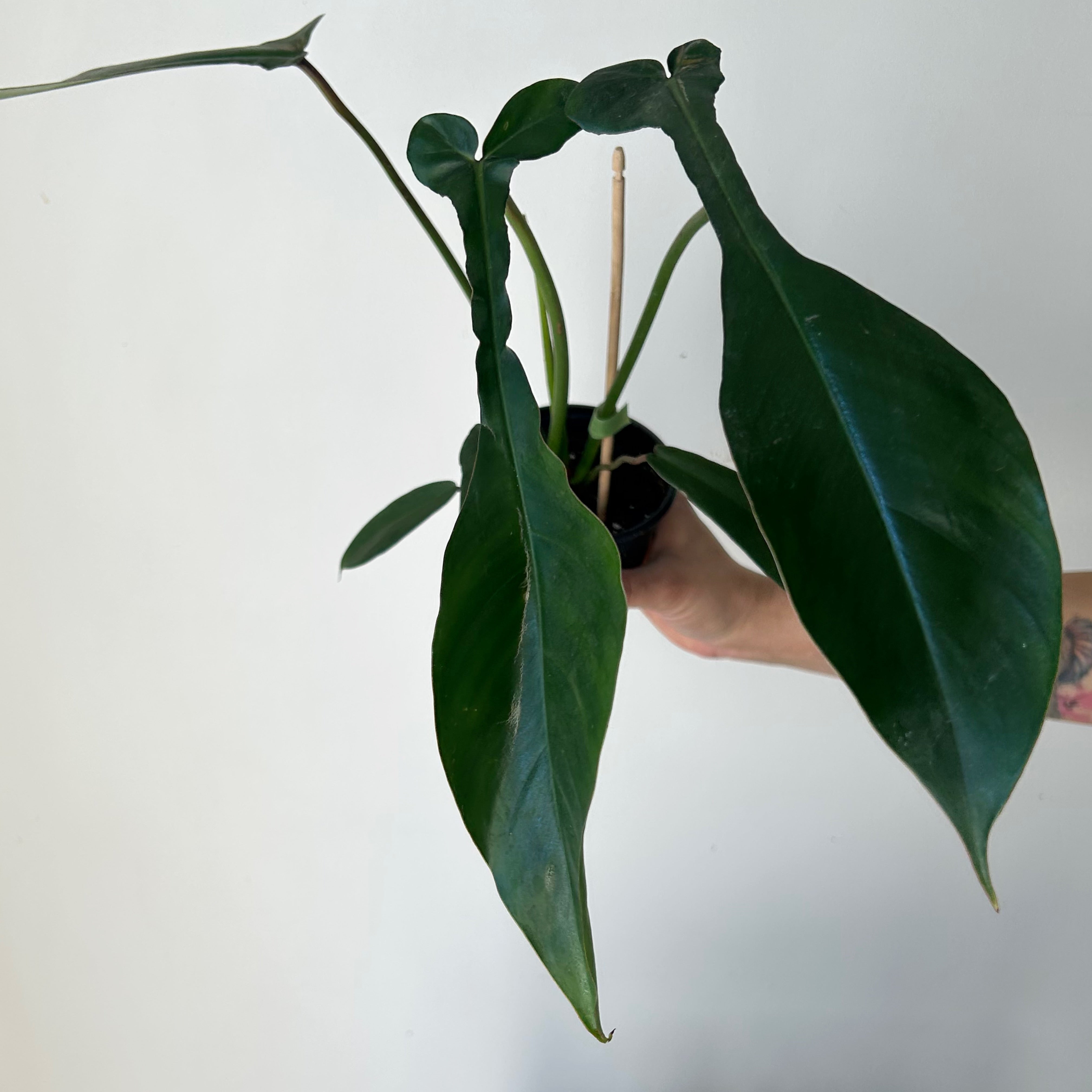 Philodendron joepii 4”pot