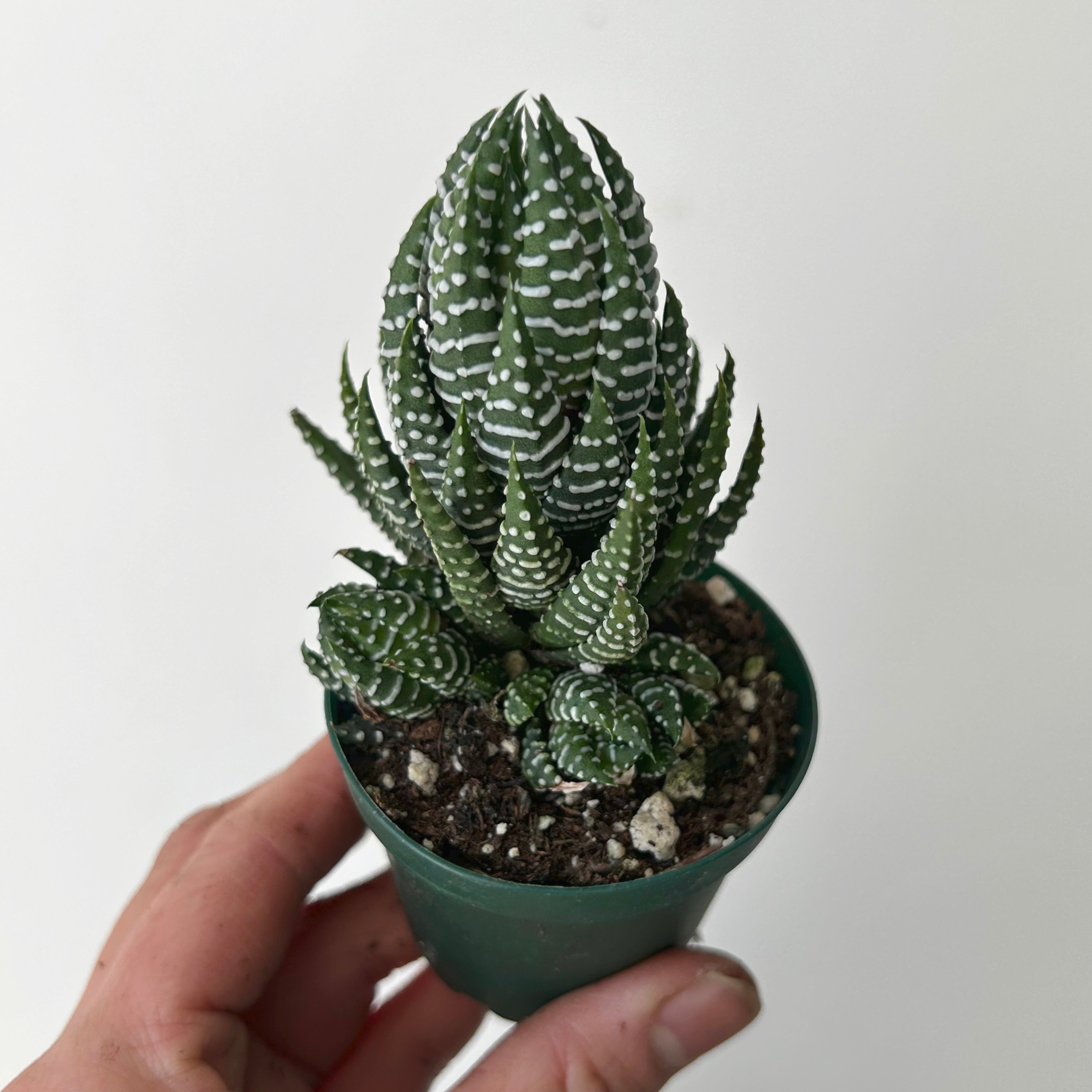 Haworthia "Pumila African Pearl" 2.5” pot