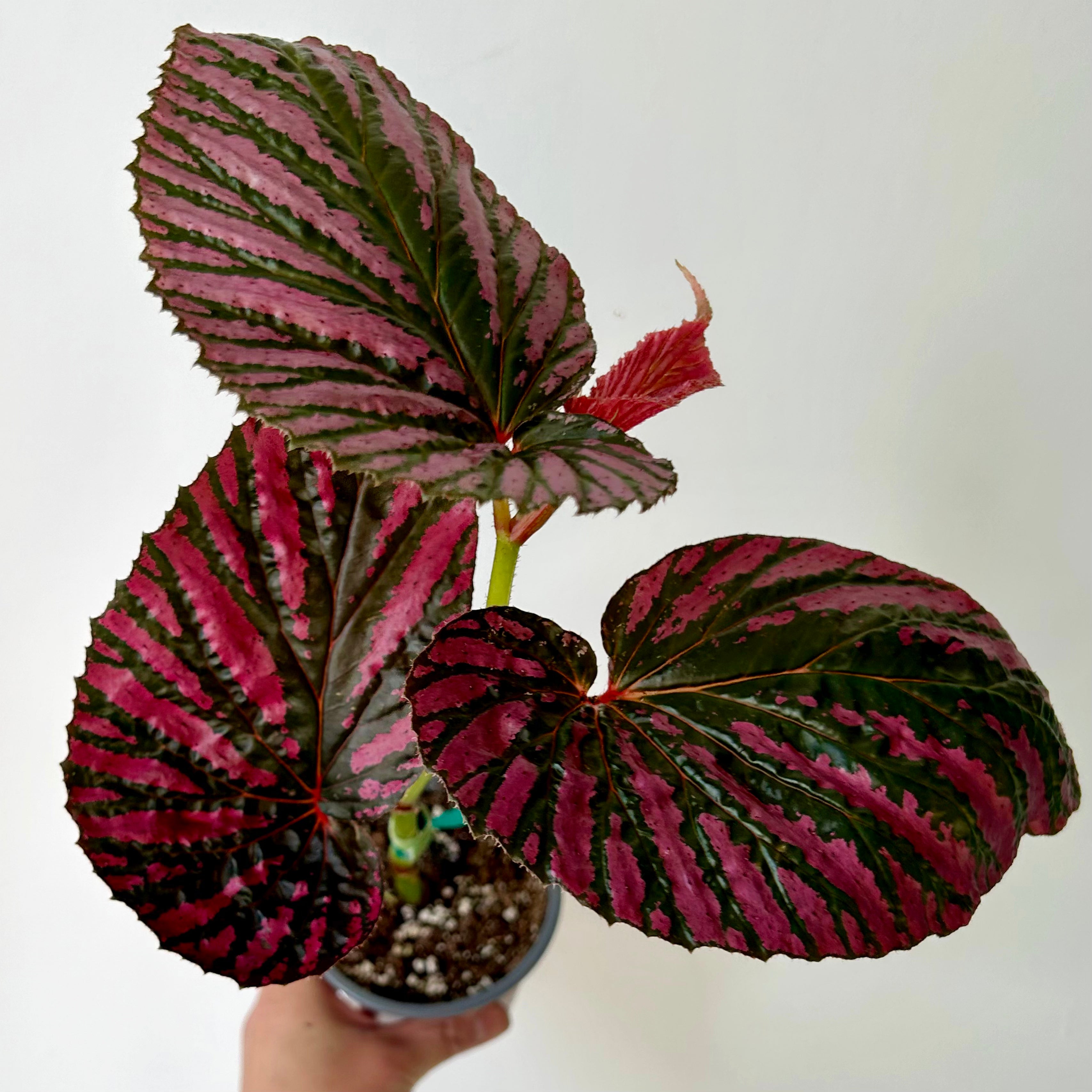 Begonia brevirimosa 4”pot