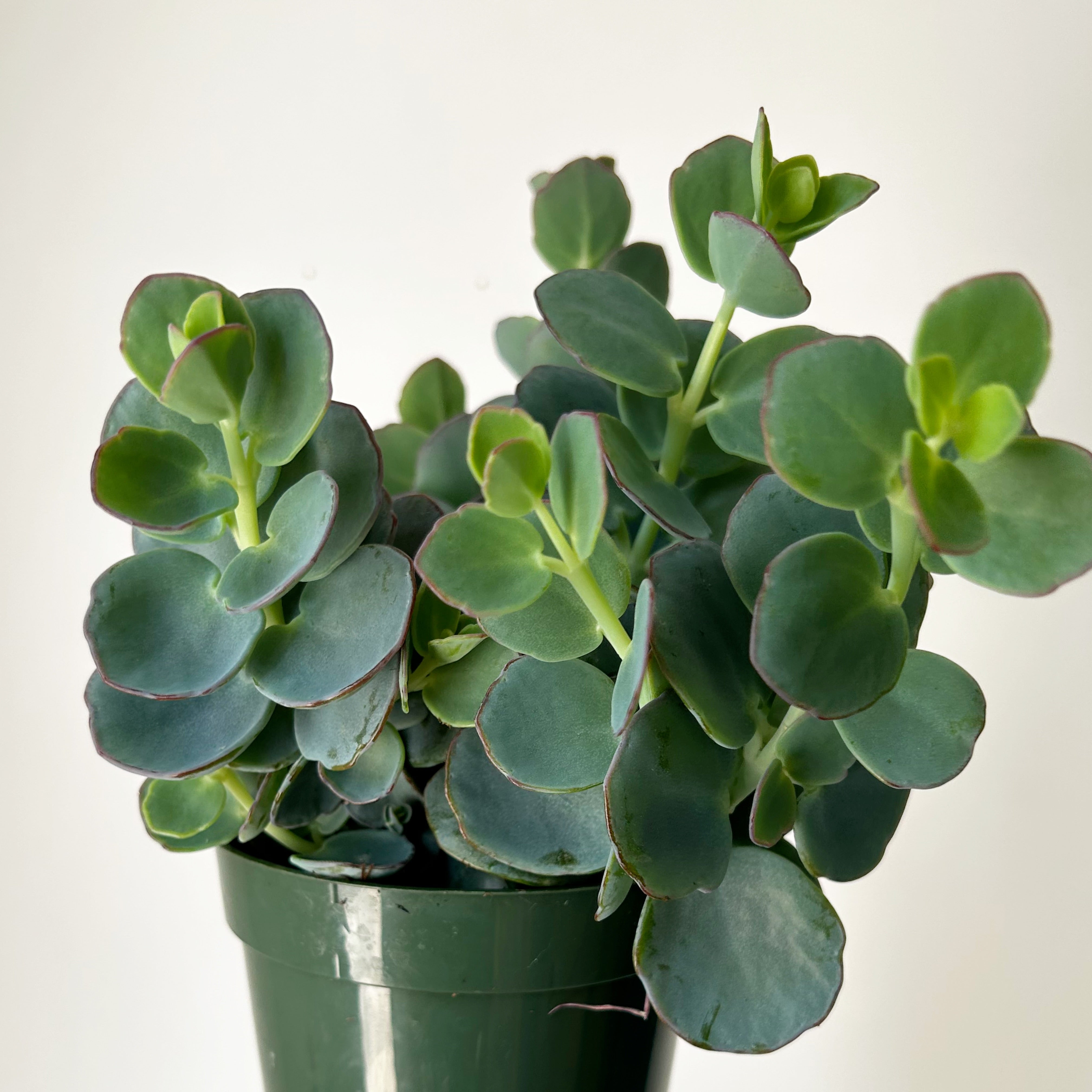 Kalanchoe panamensis 4” pot