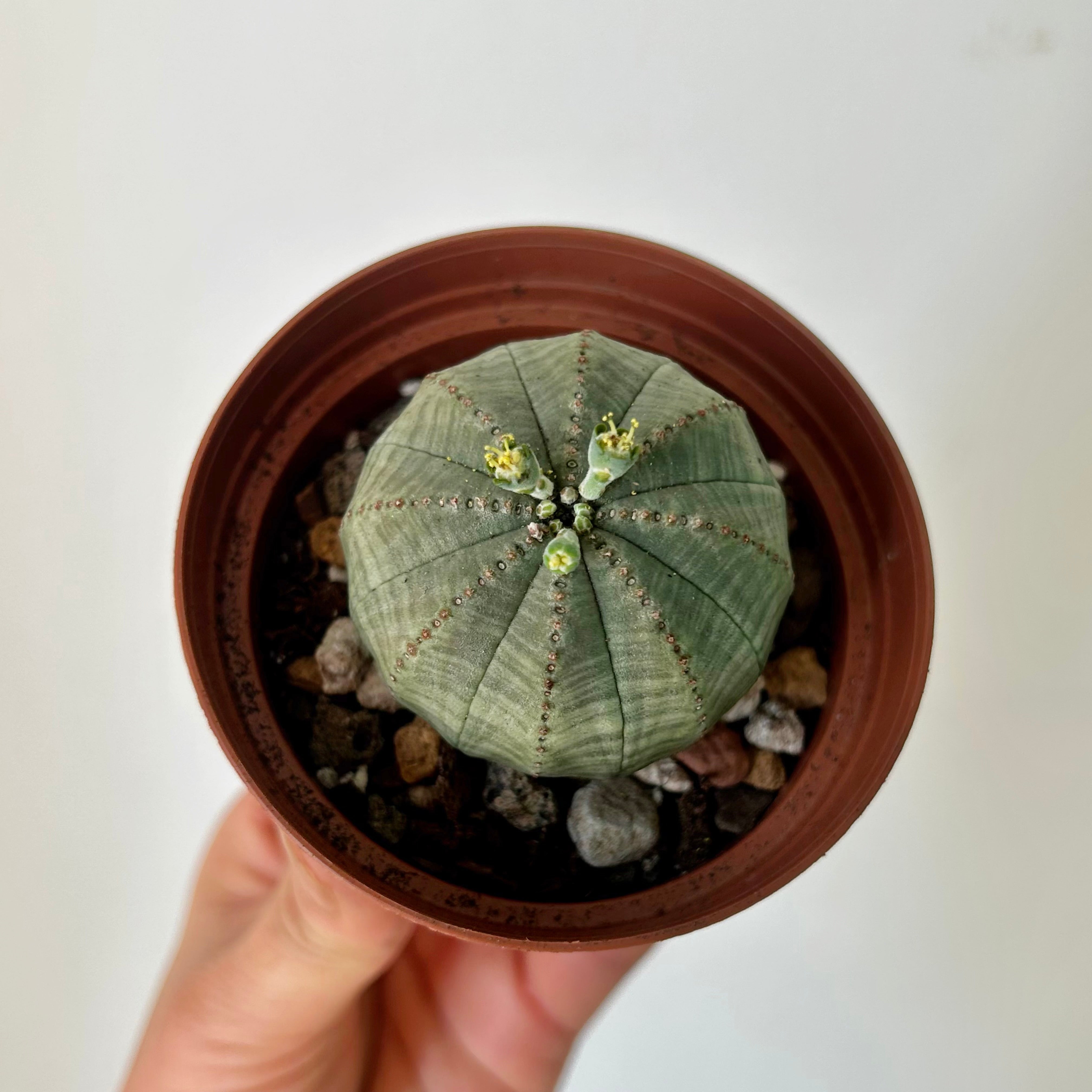 Baseball Plant (Euphorbia Obesa) 4” pot
