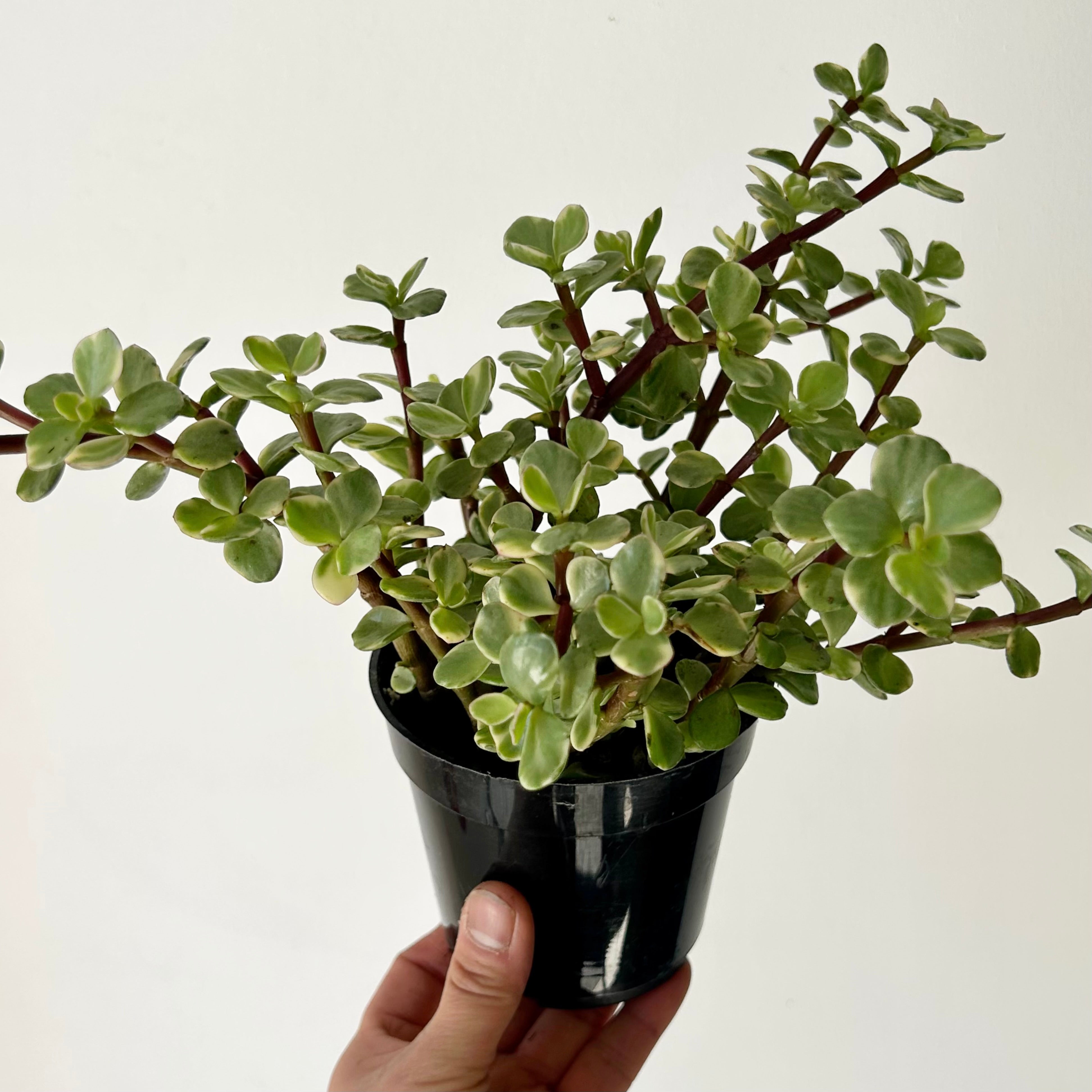 Variegated Elephant Bush Succulent  (Portulacaria Afra) 4" pot