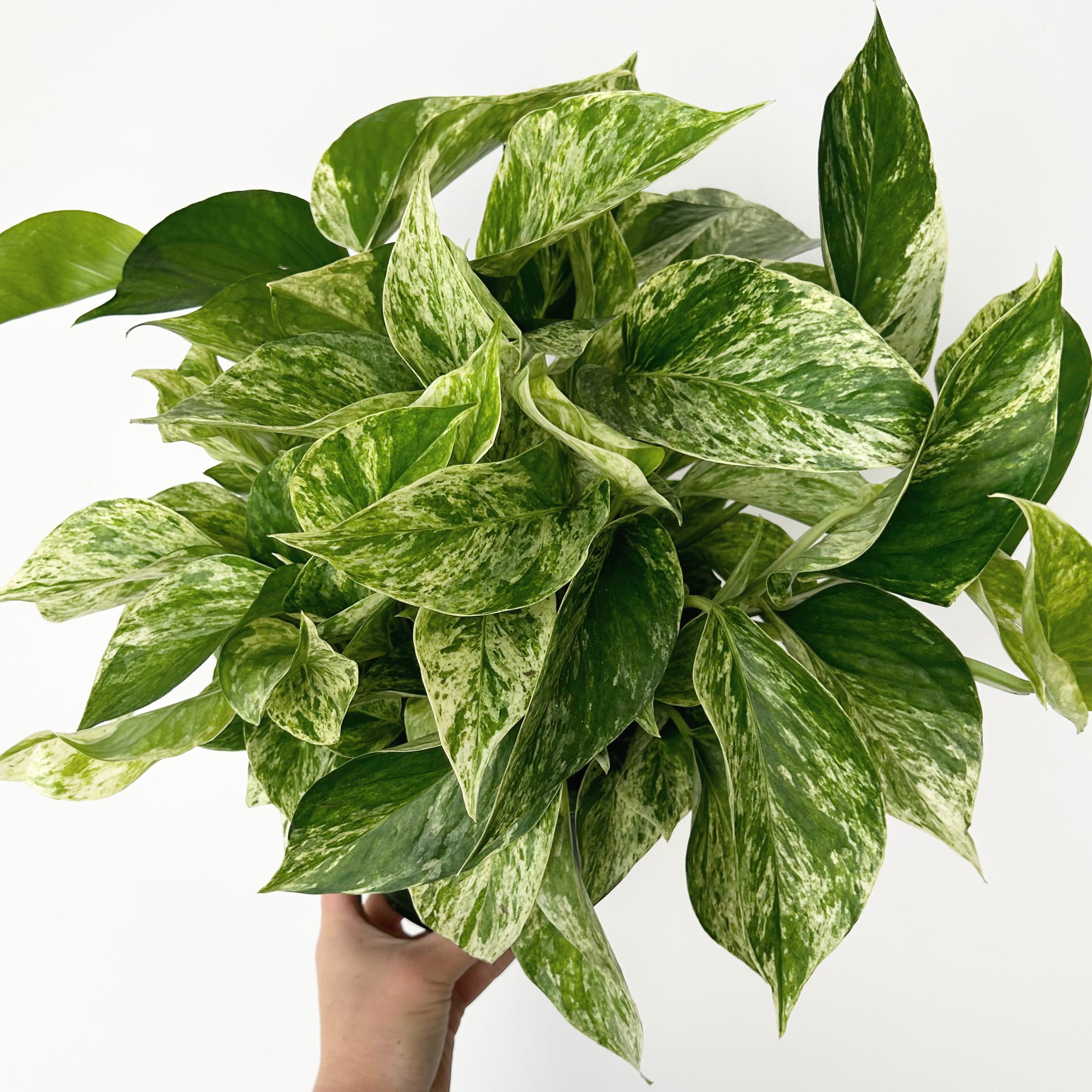 Marble Queen Pothos 6”pot