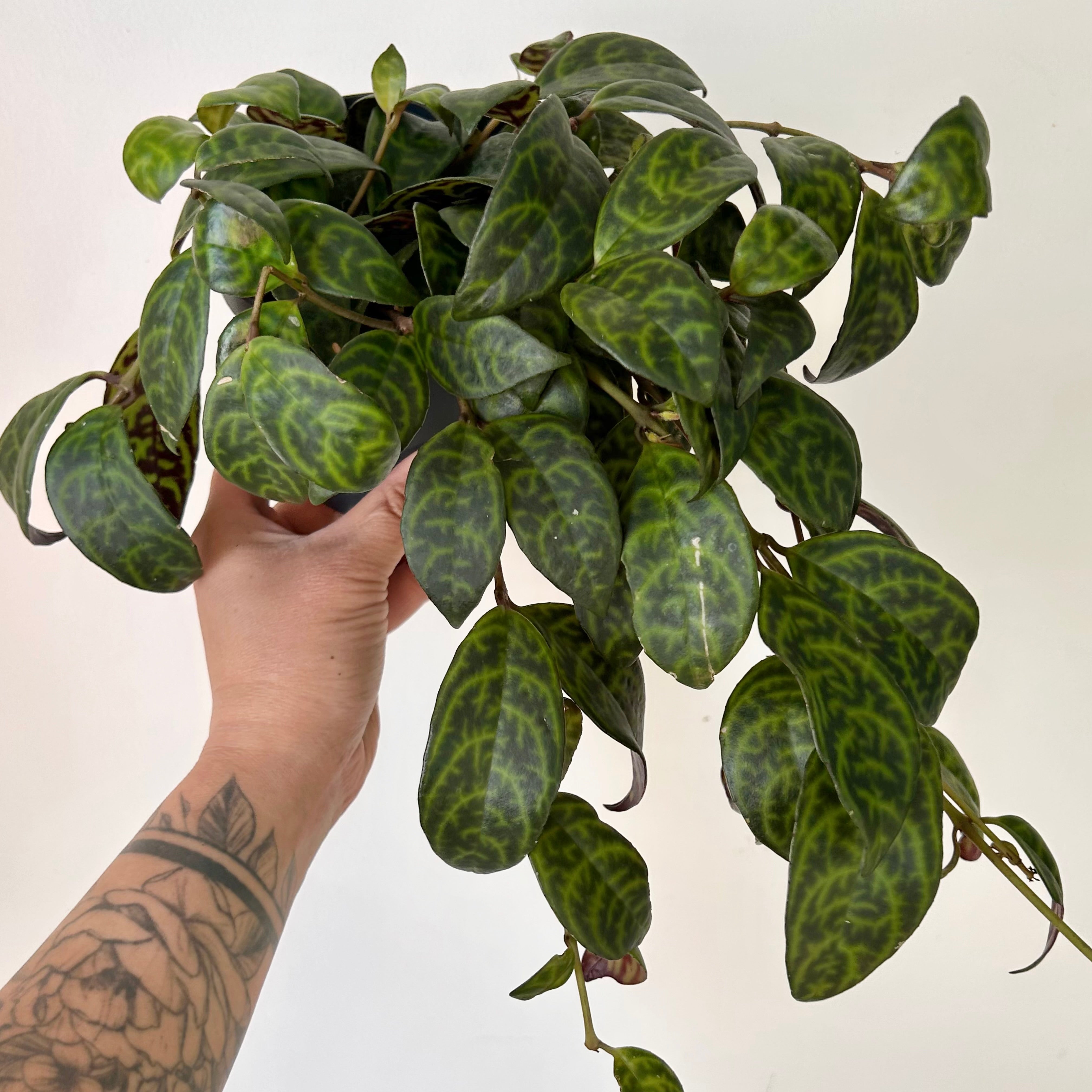 Black Pagoda Lipstick Plant (Aeschynanthus longicaulis) 4”pot