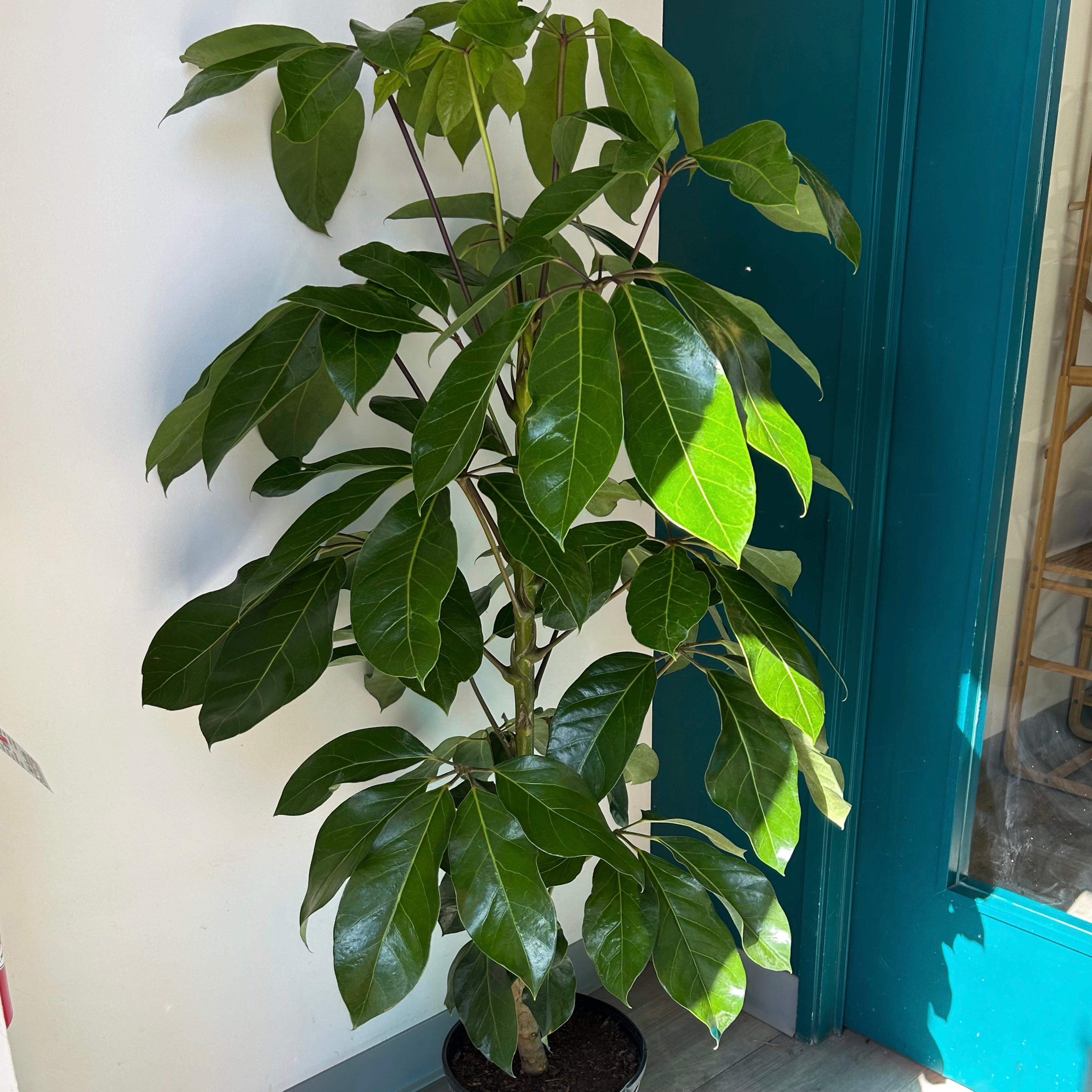 Schefflera Amate Umbrella Tree (approximately 3ft tall) 10” pot