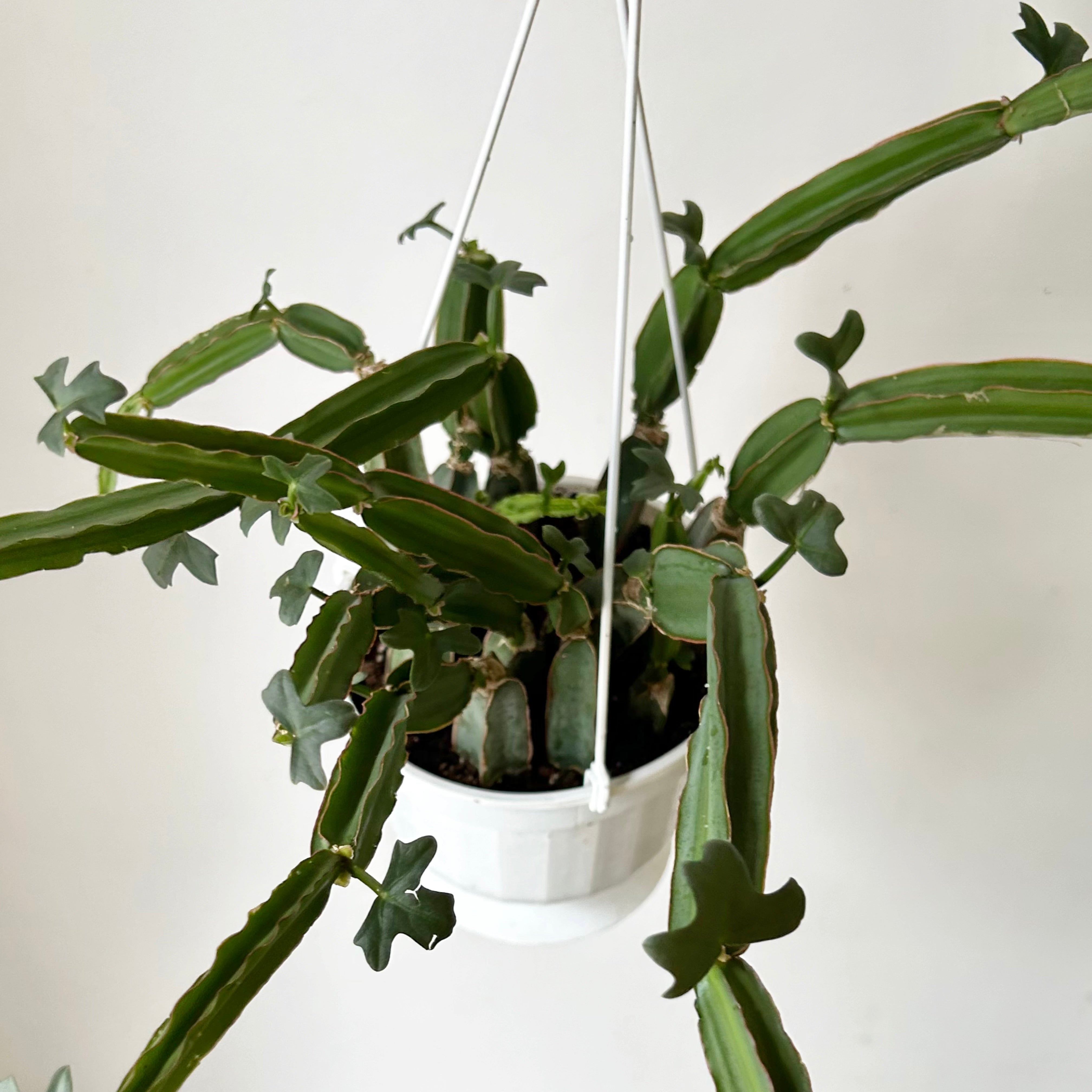 Grape Veldt (Cissus quadrangularis) 6” hanging basket