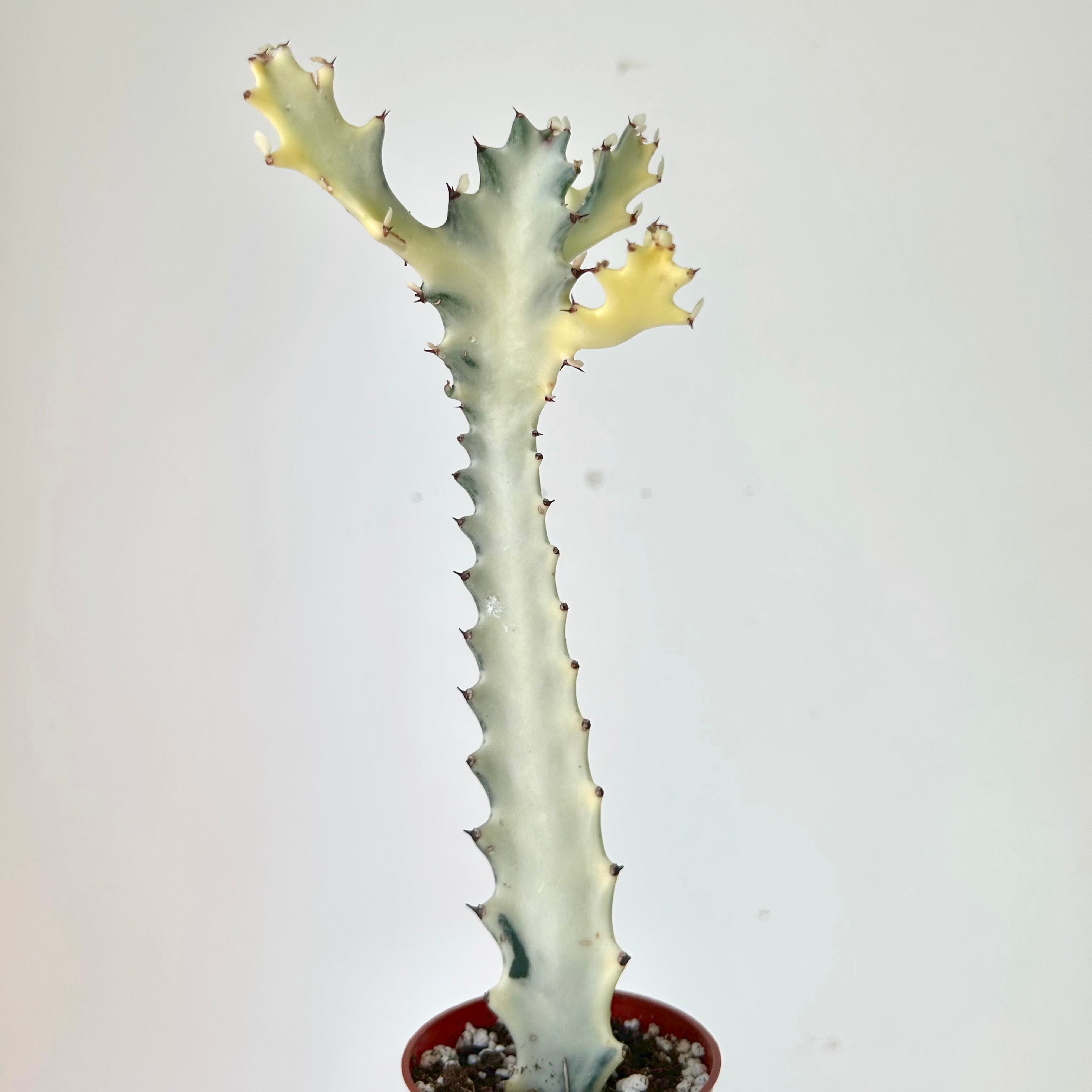 Euphorbia lactea 'White Ghost' 2.75”pot