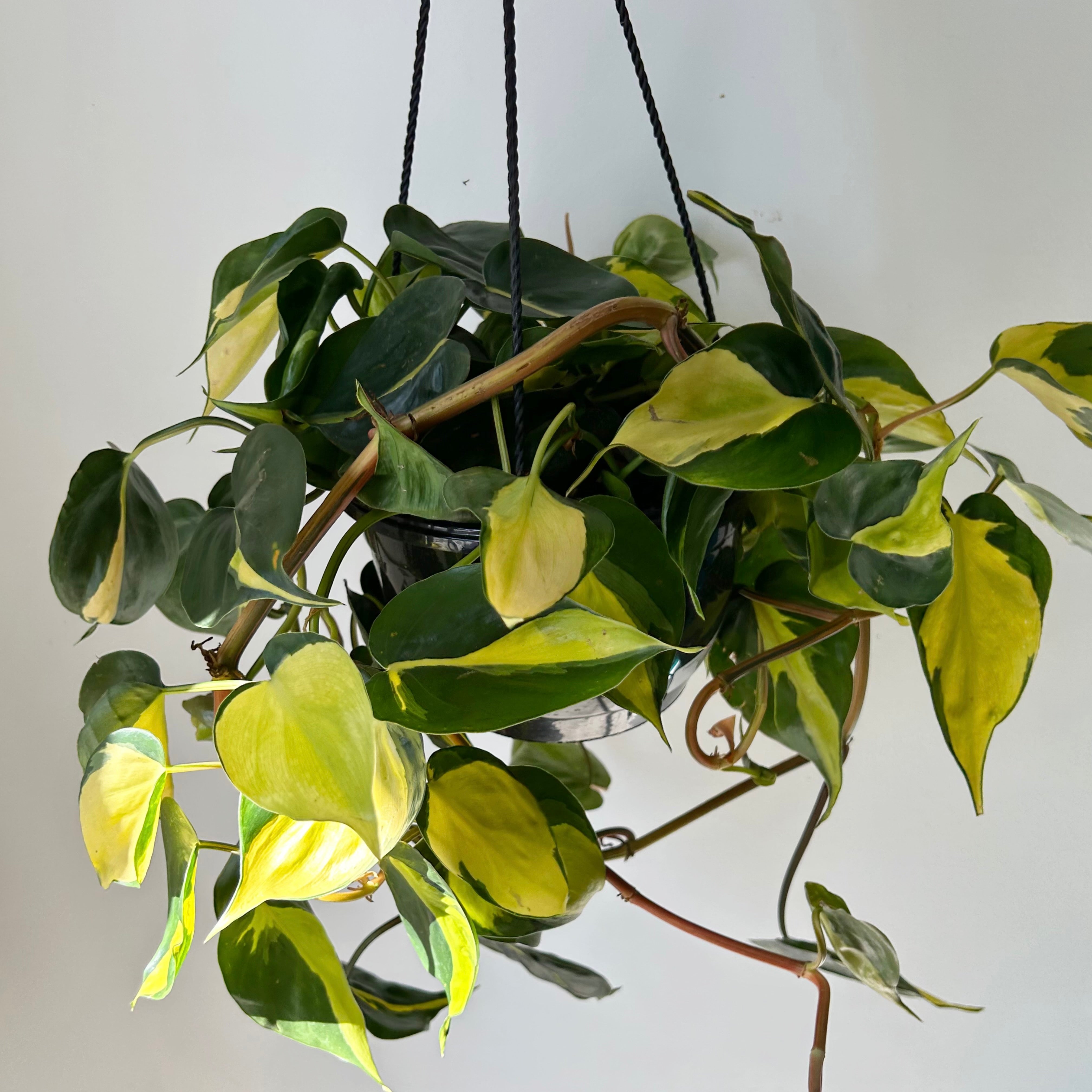 Philodendron Brazil in 8” hanging basket