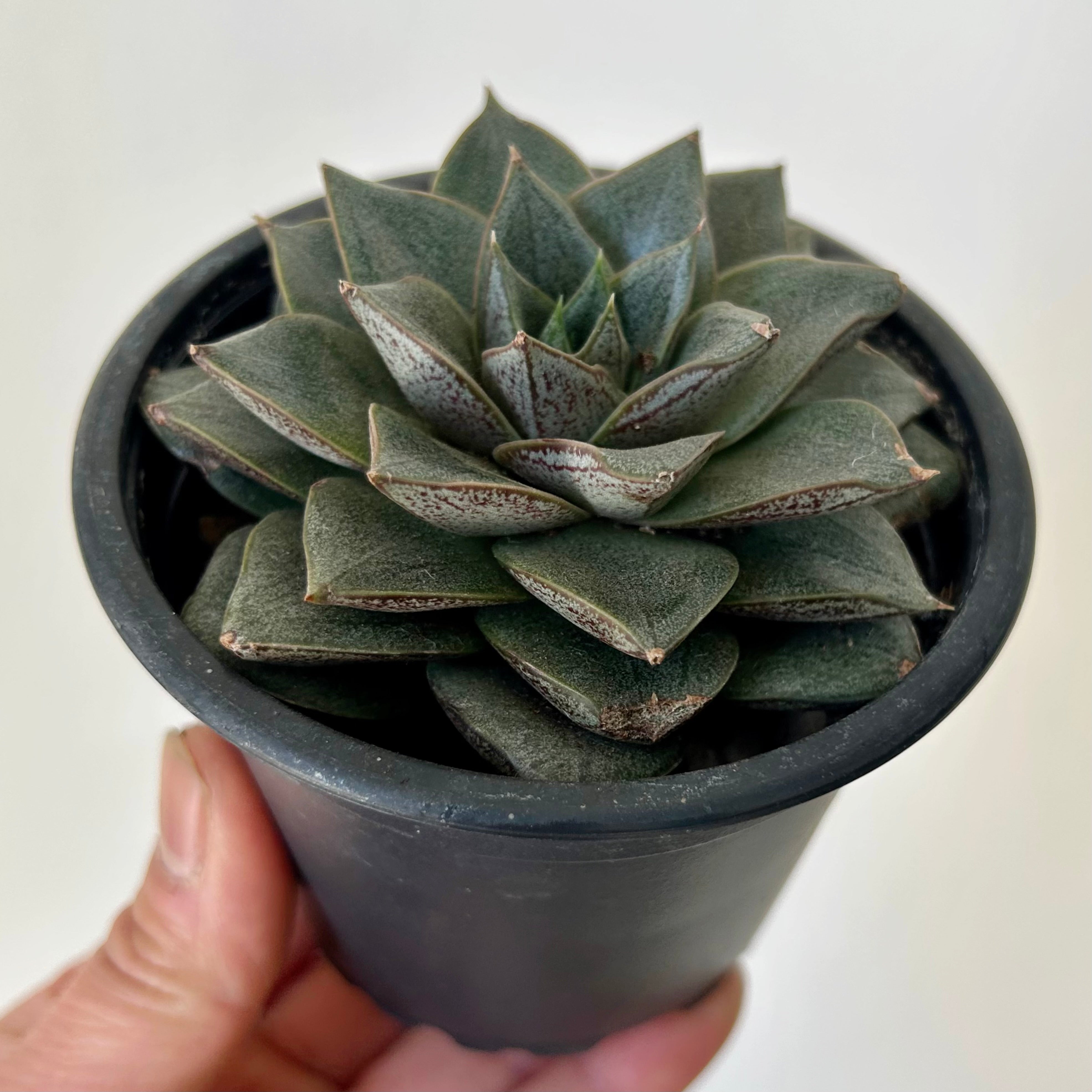 Echeveria Purpusorum 3.5”pot