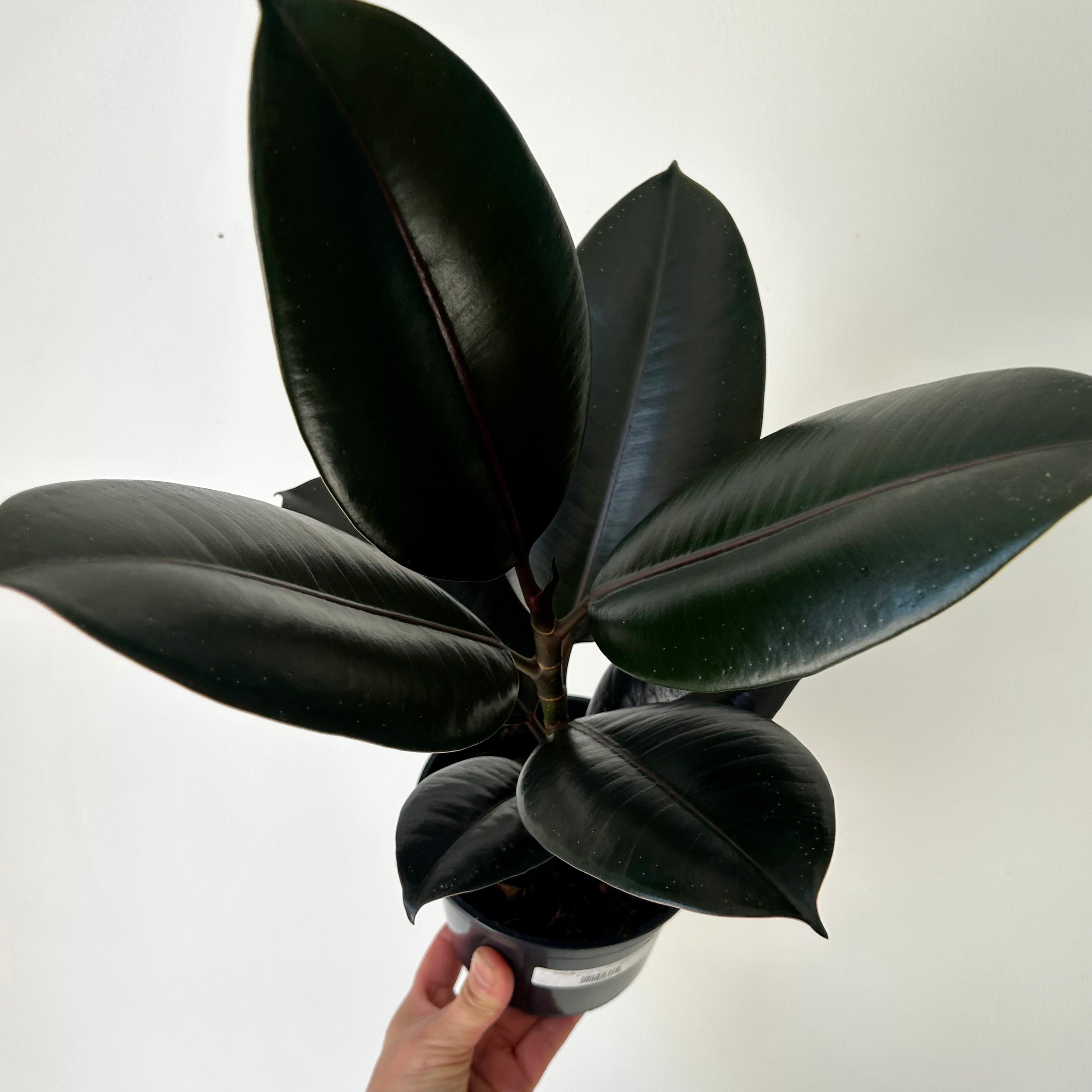 Burgundy Rubber Fig (Ficus Elastica), 5" Pot