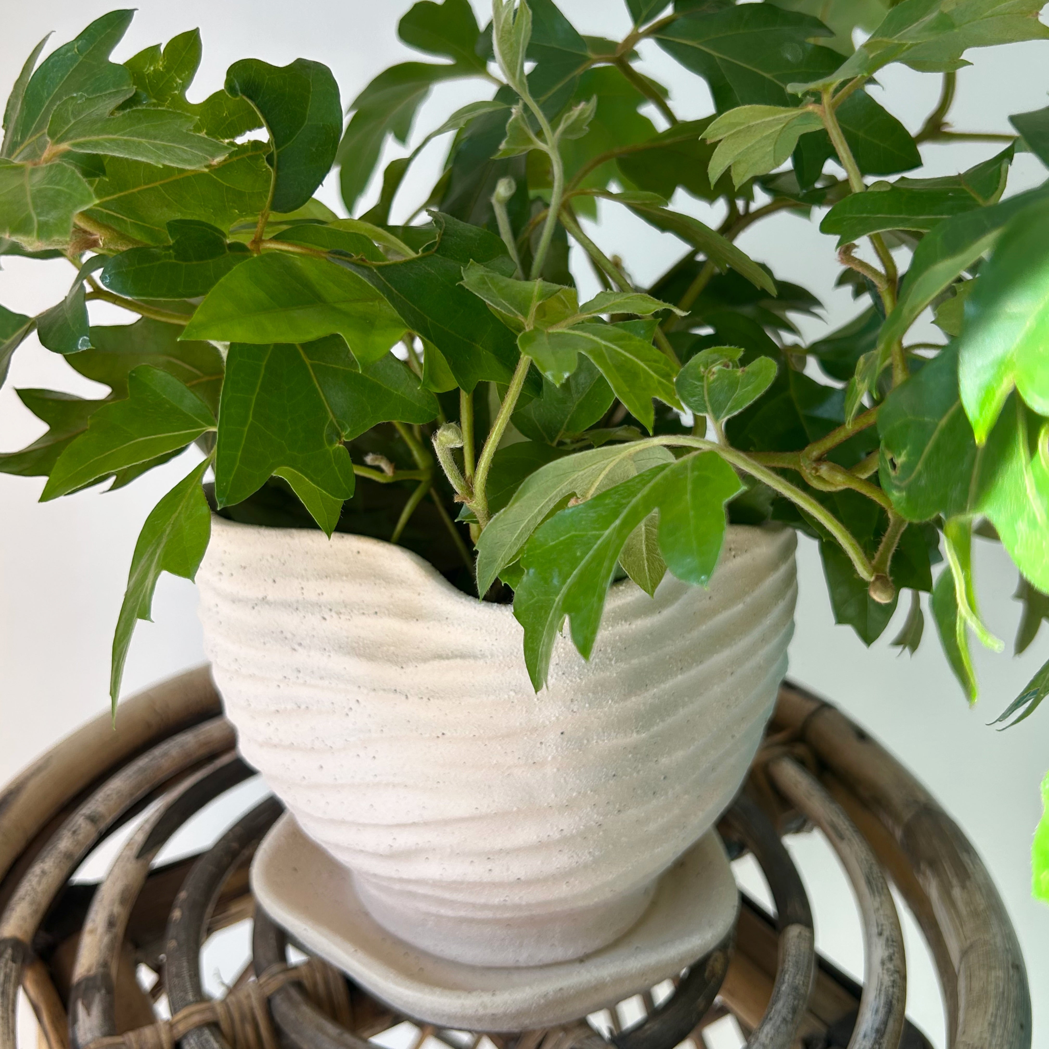 HIGHLAND Textured Planter with Saucer