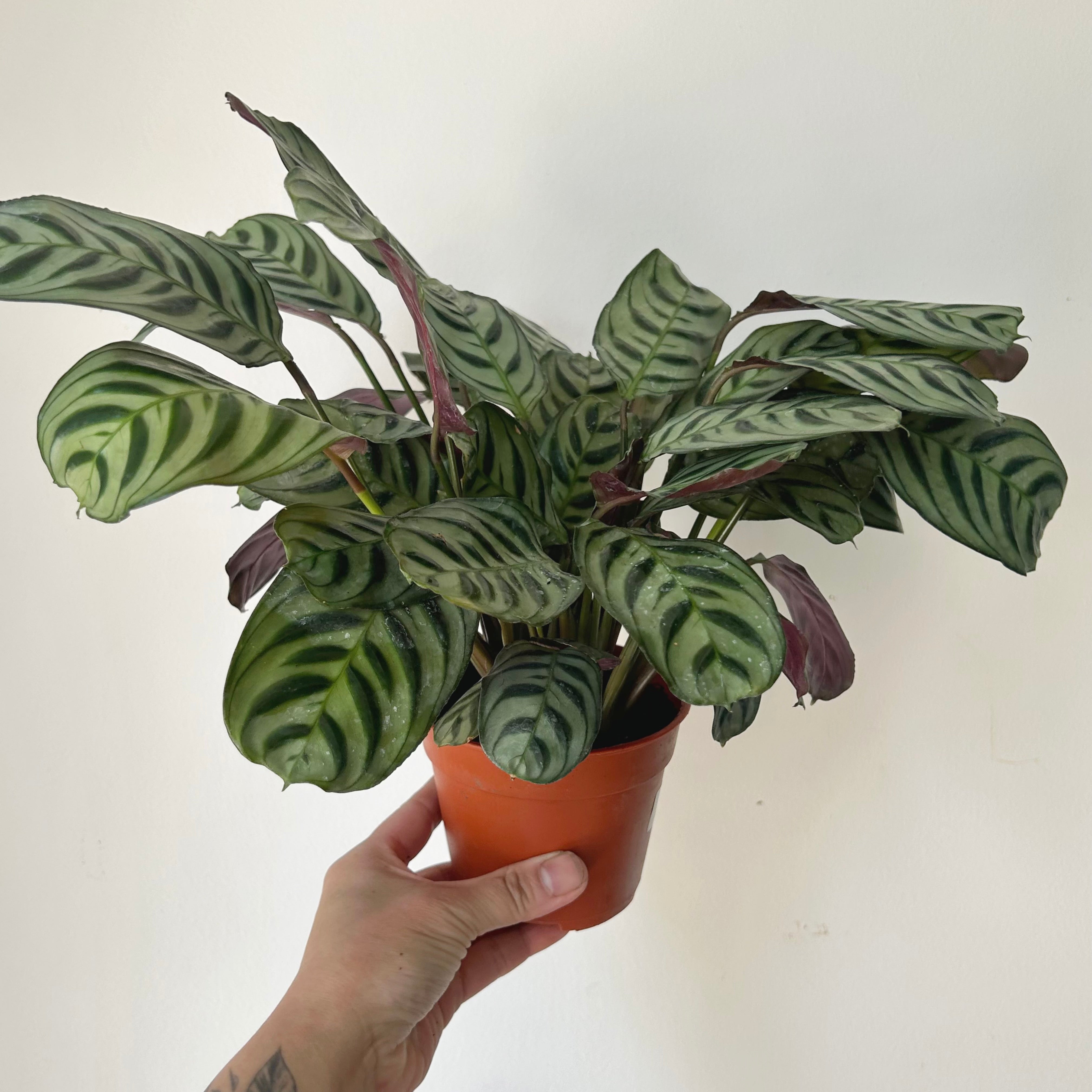 Calathea Fishbone Prayer Plant (Burle Marx) 5”pot