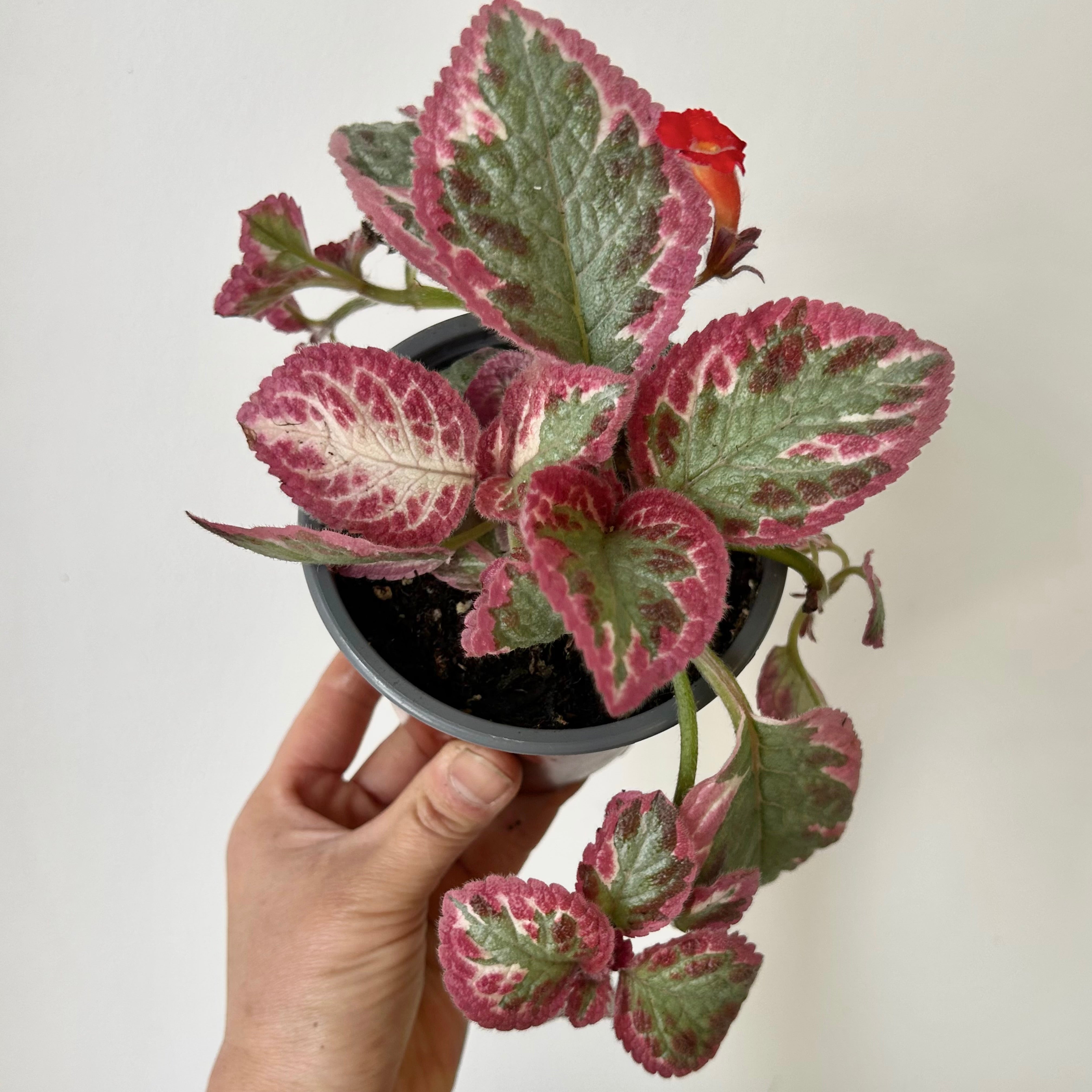 Episcia “Pink Brocade” 4” pot