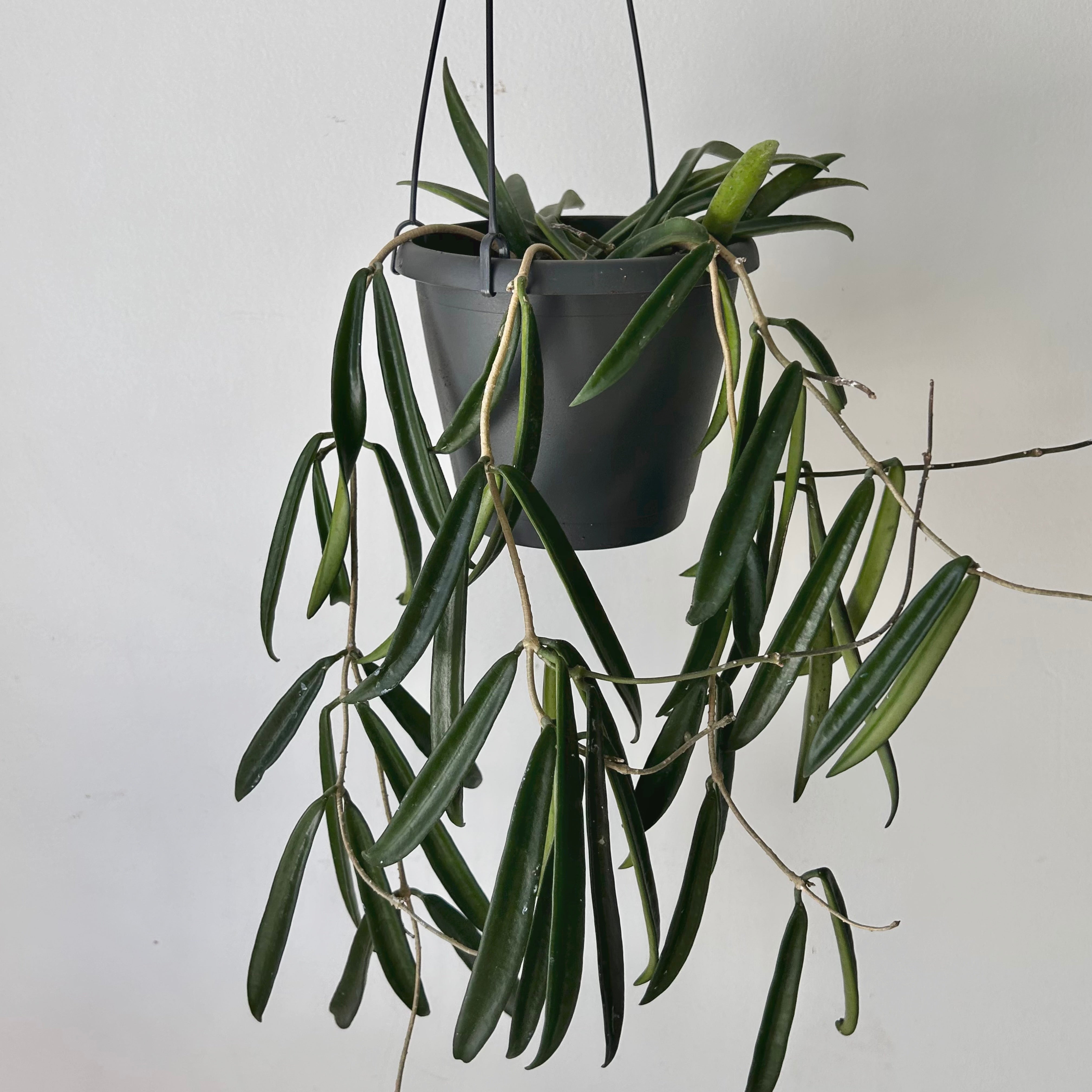 Hoya shepherdii 5”hanging basket