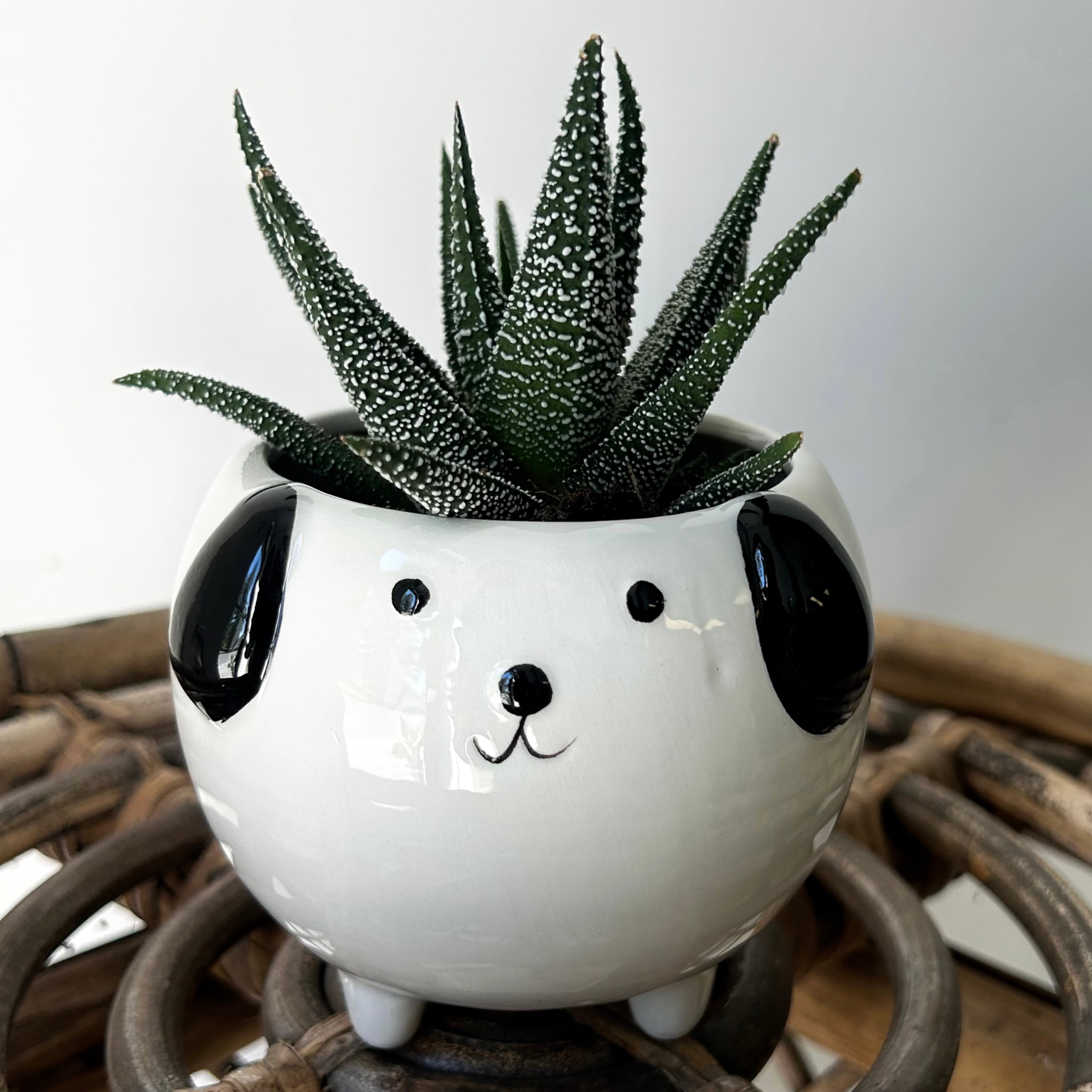 Black & White Dog  Decorative Pot (3”x3”)