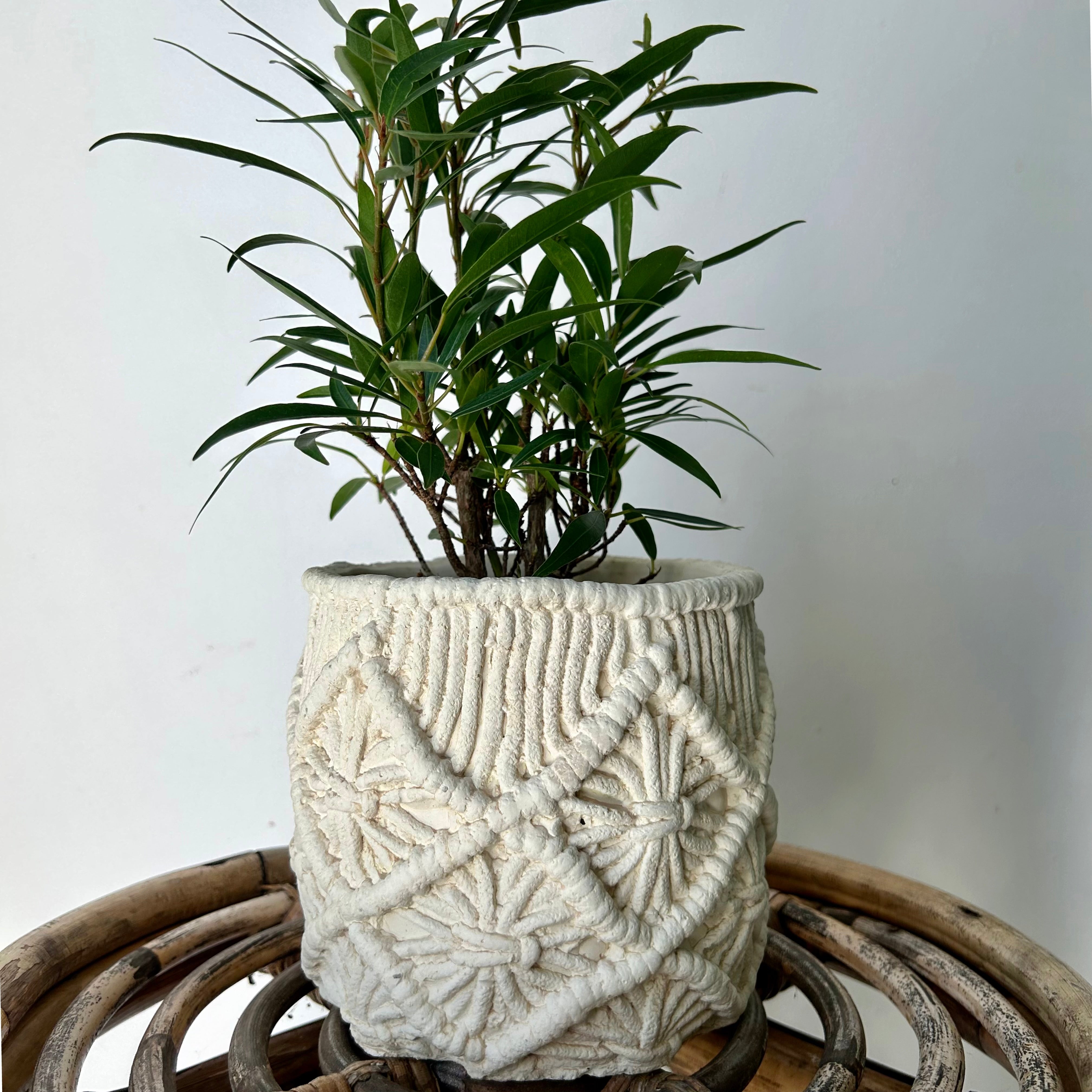 ROWYN Decorative cement pot (macrame-textured design) 4.75”x4.75”