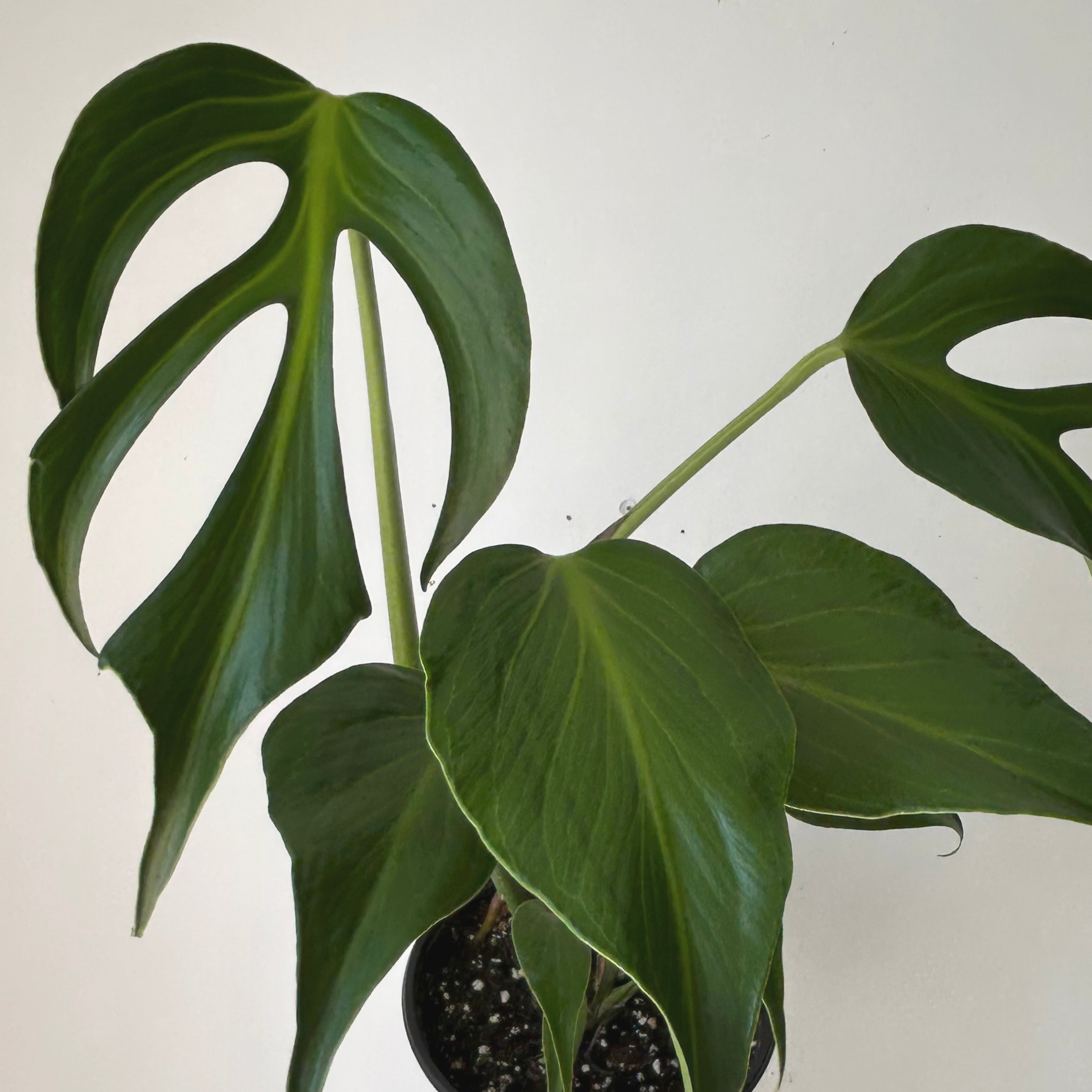 Monstera burle marx flame 6” pot