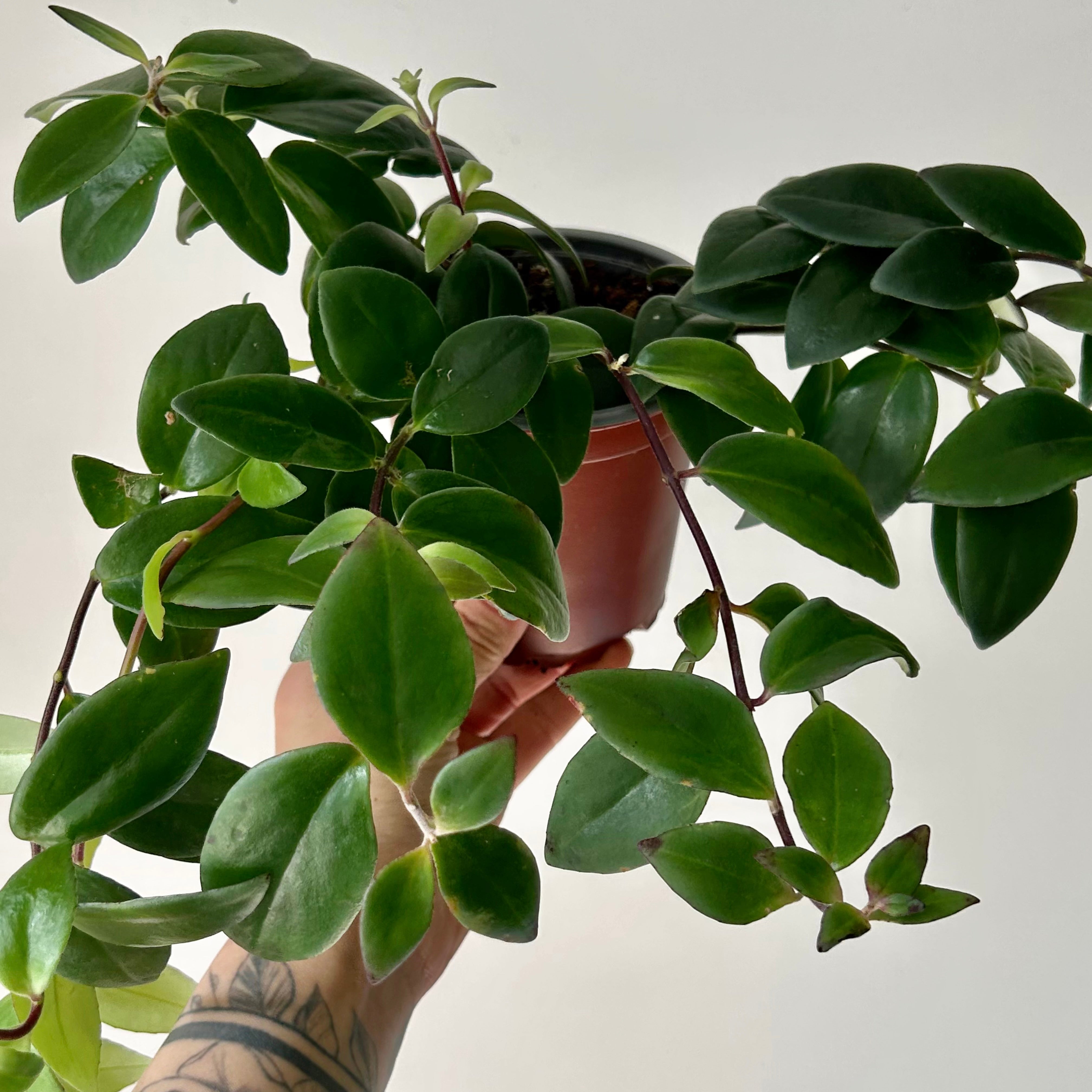 Lipstick Plant (Aeschynanthus Pulcher) 4” pot