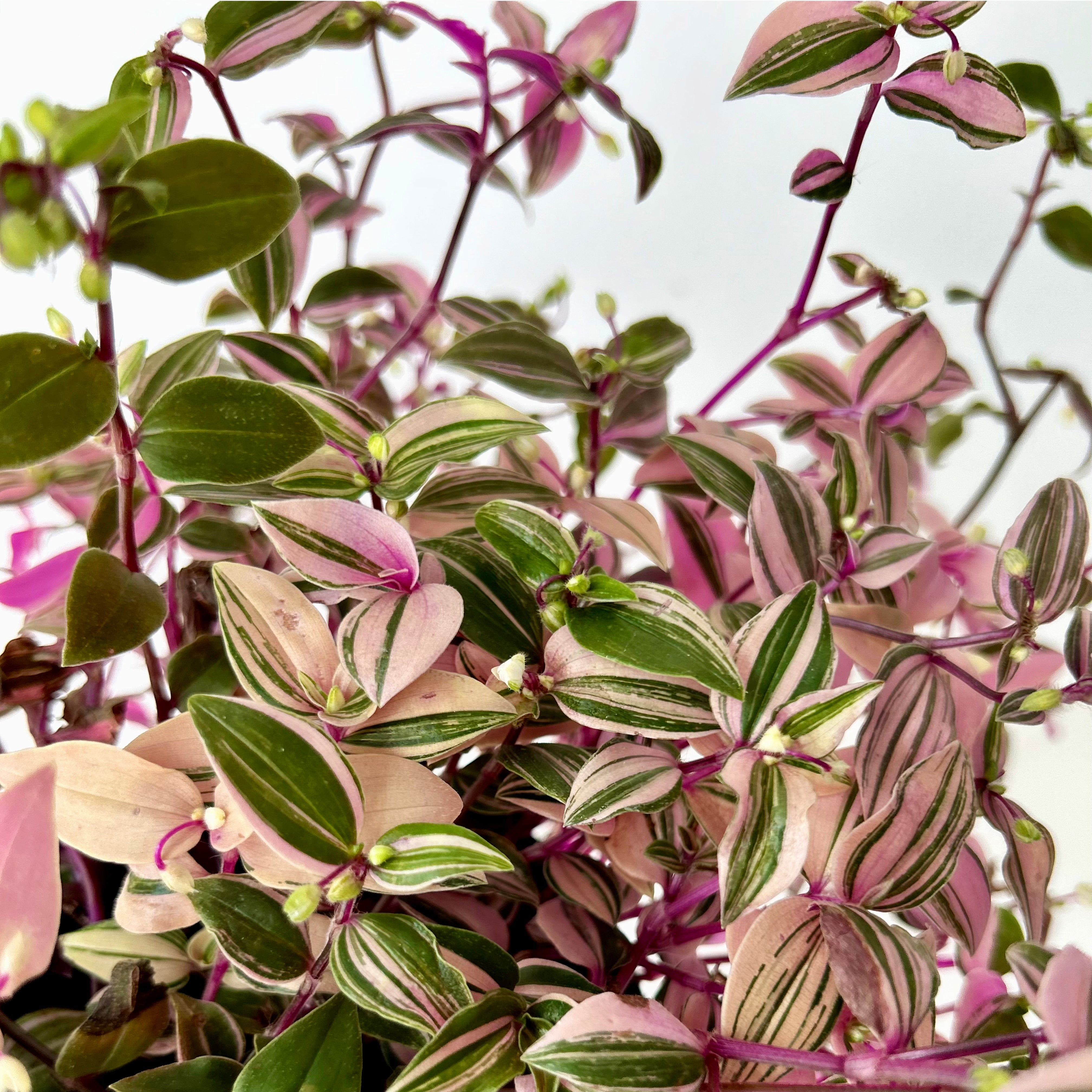 Tradescantia fluminensis Tricolour 4”pot