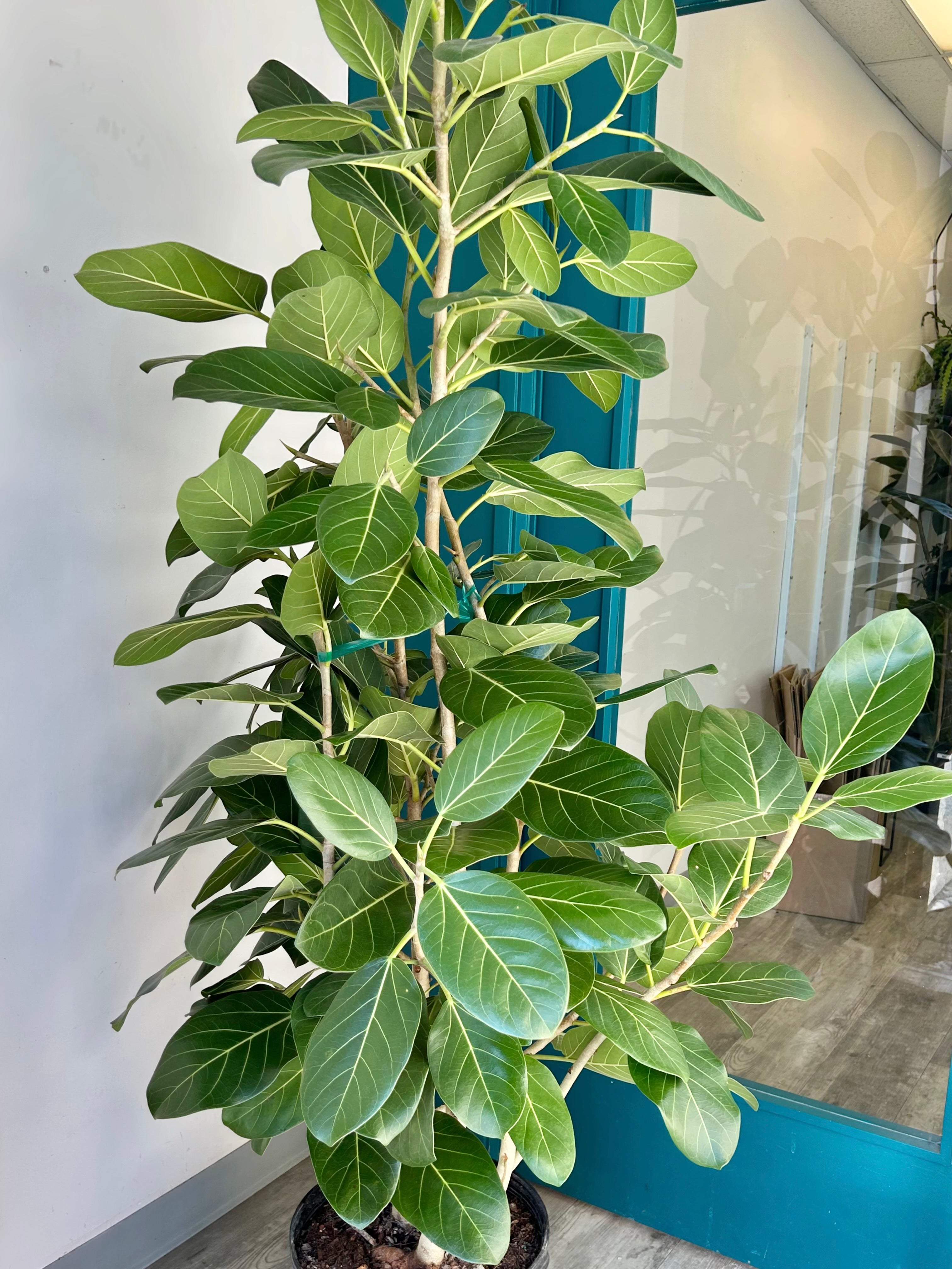 Ficus benghalensis “Audrey” Bush ( approximately 6ft tall) 14" pot